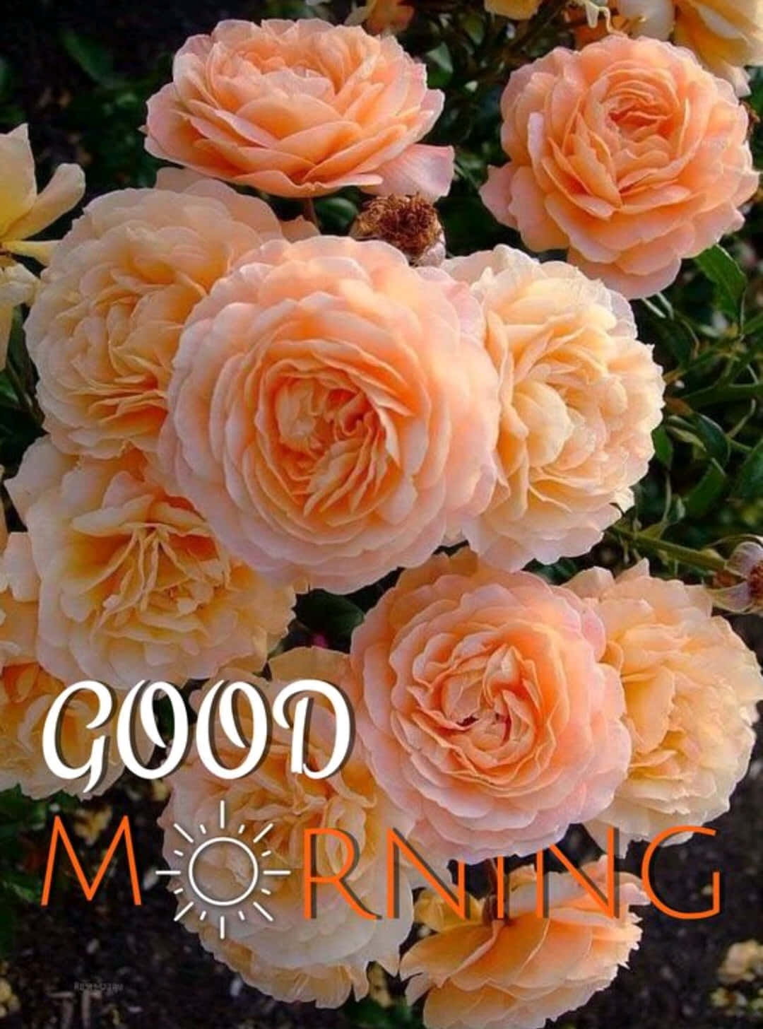 Download Good Morning Flower Pictures 1080 X 1456 | Wallpapers.com