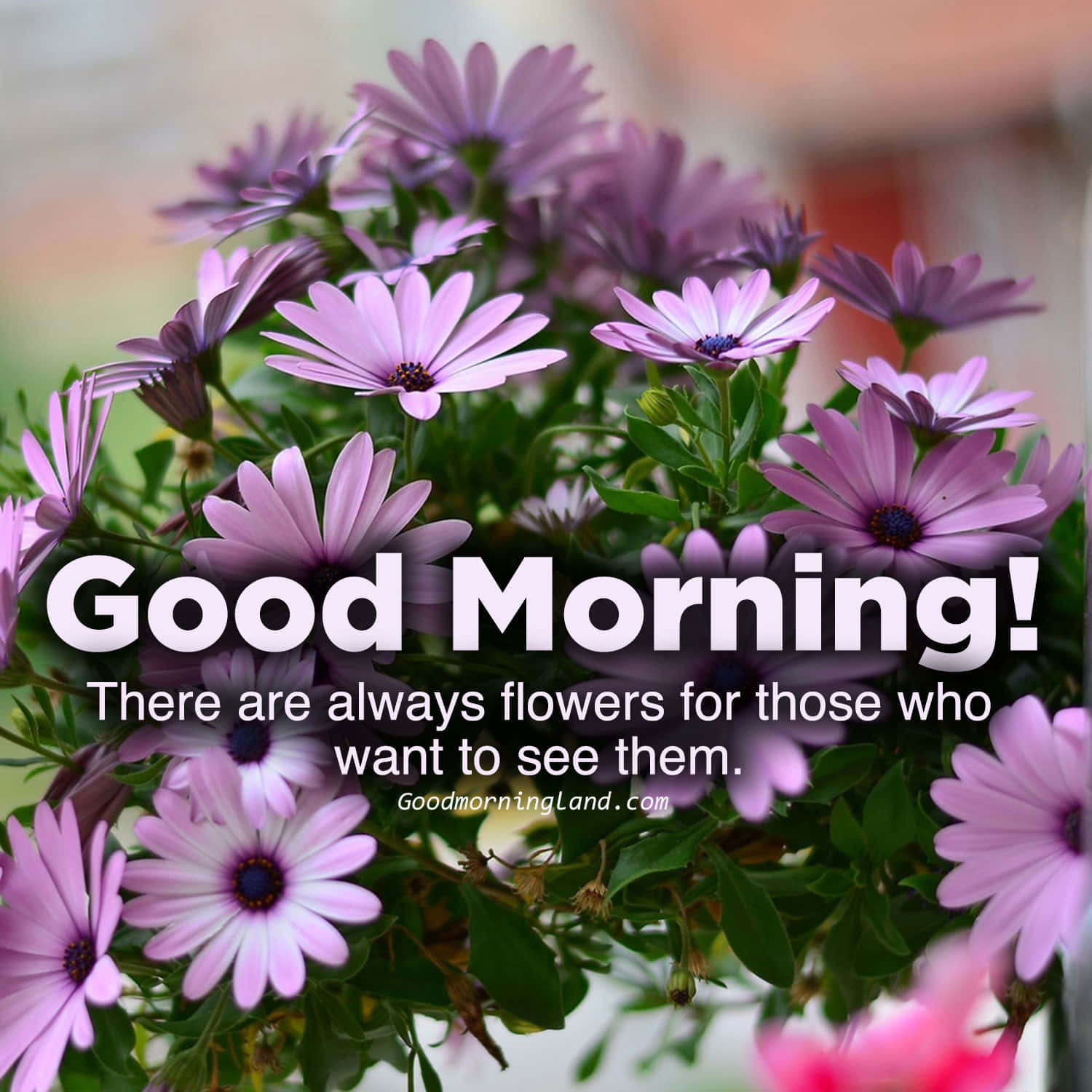 Download Good Morning Flower Pictures | Wallpapers.com