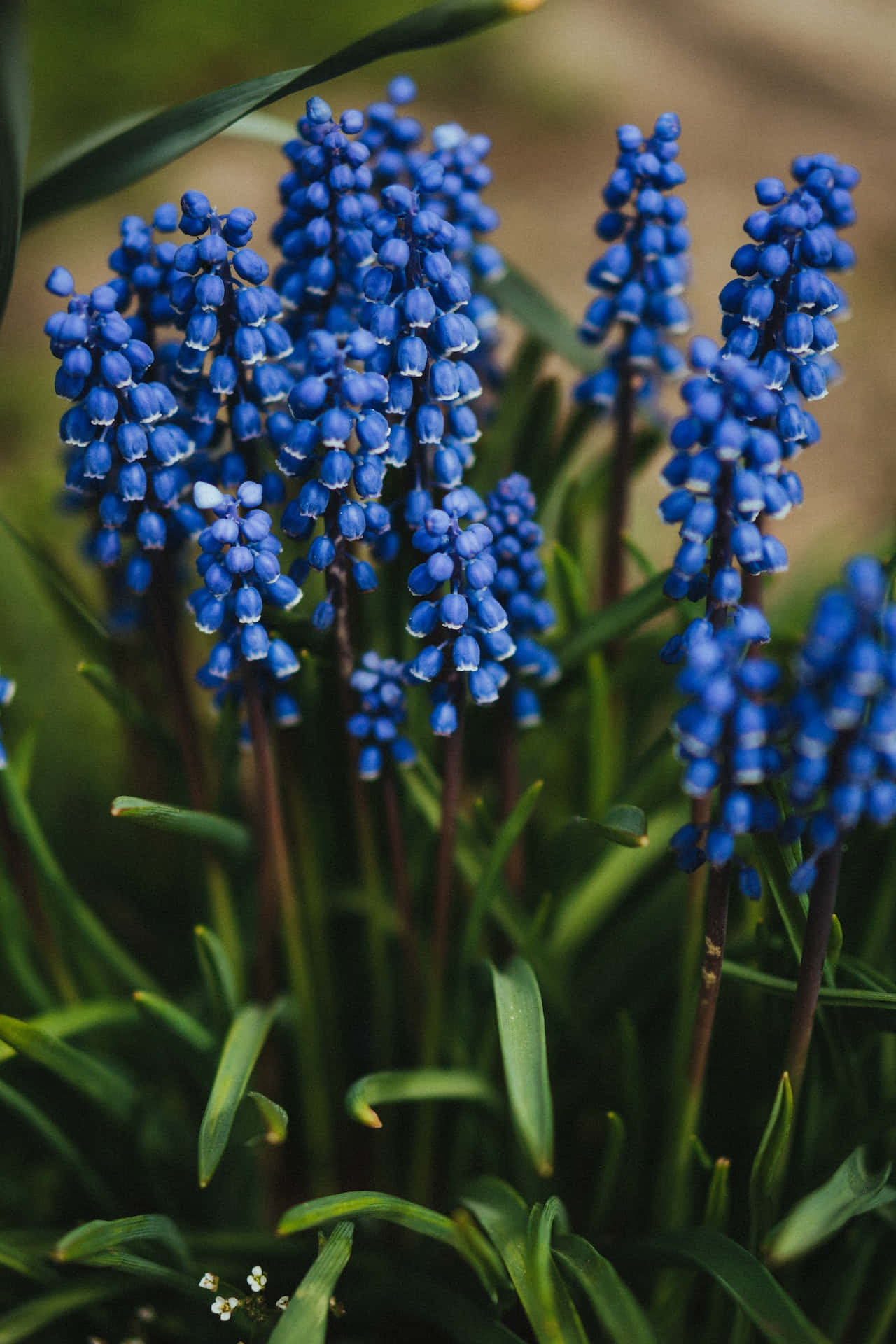 Download Grape Hyacinths Blue Flowers Phone Wallpaper