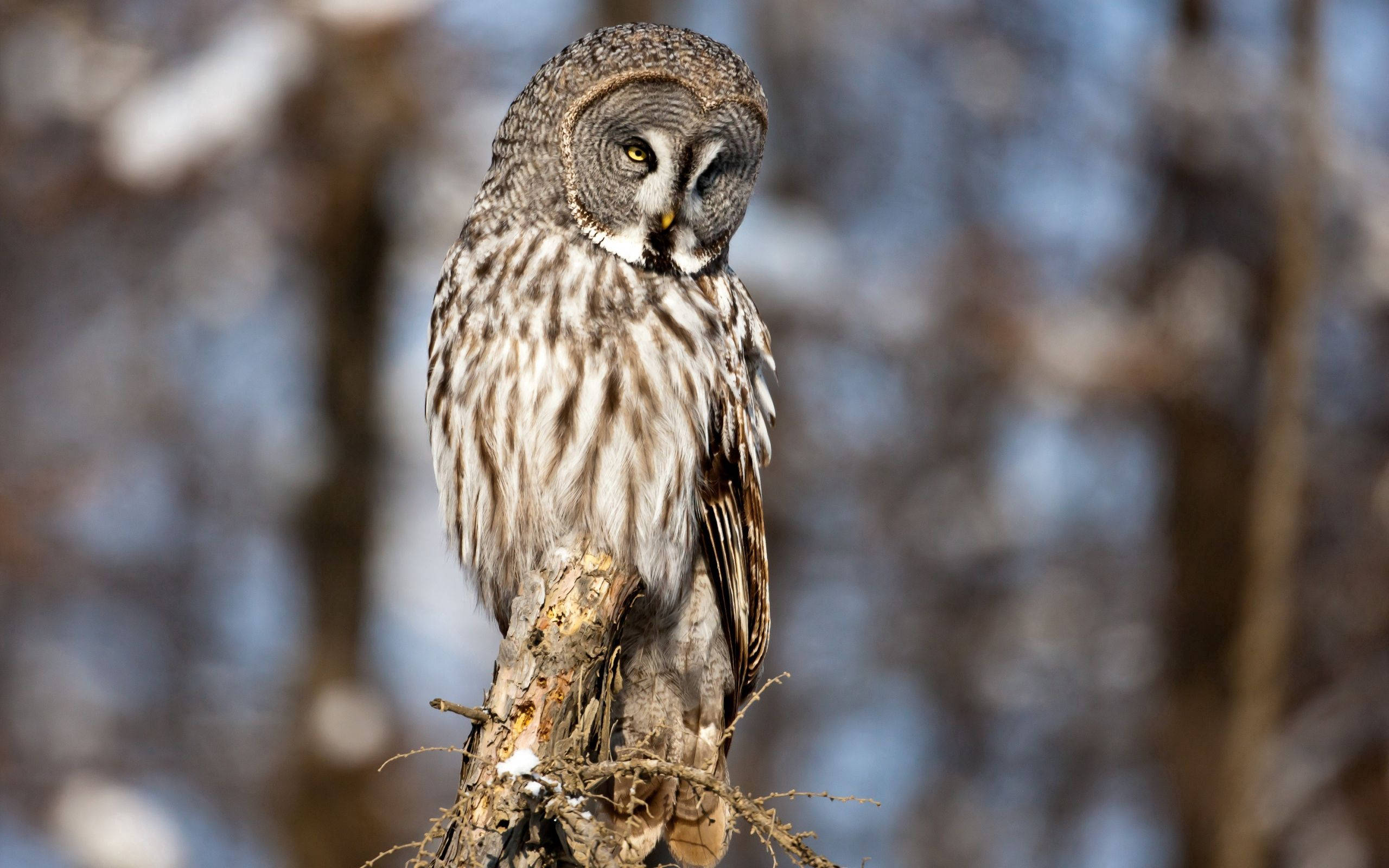 Gray Barred Owl On Stump Background
