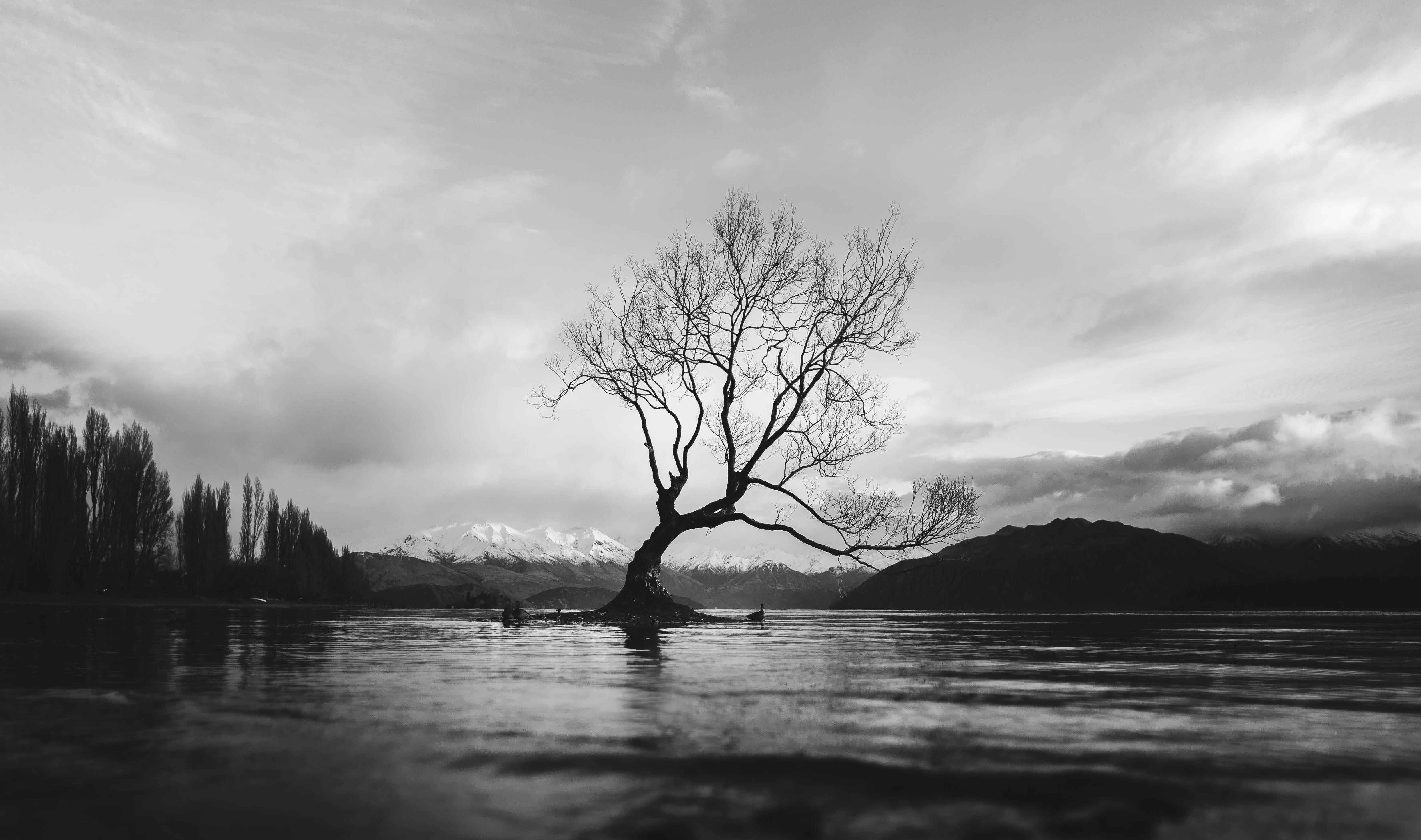 Grayscale Lake Leafless Tree Background