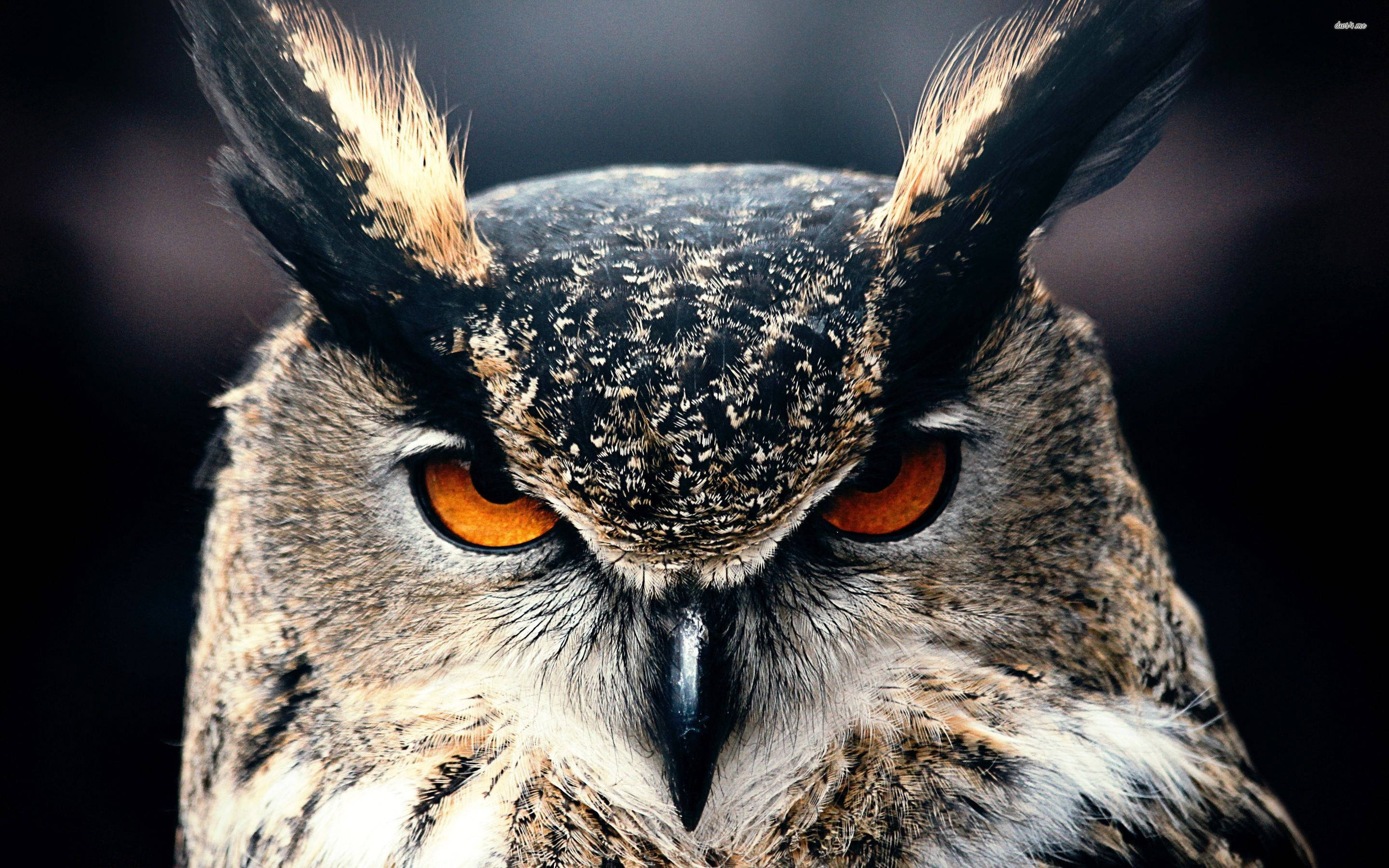 Great Horned Owl Close Up Background
