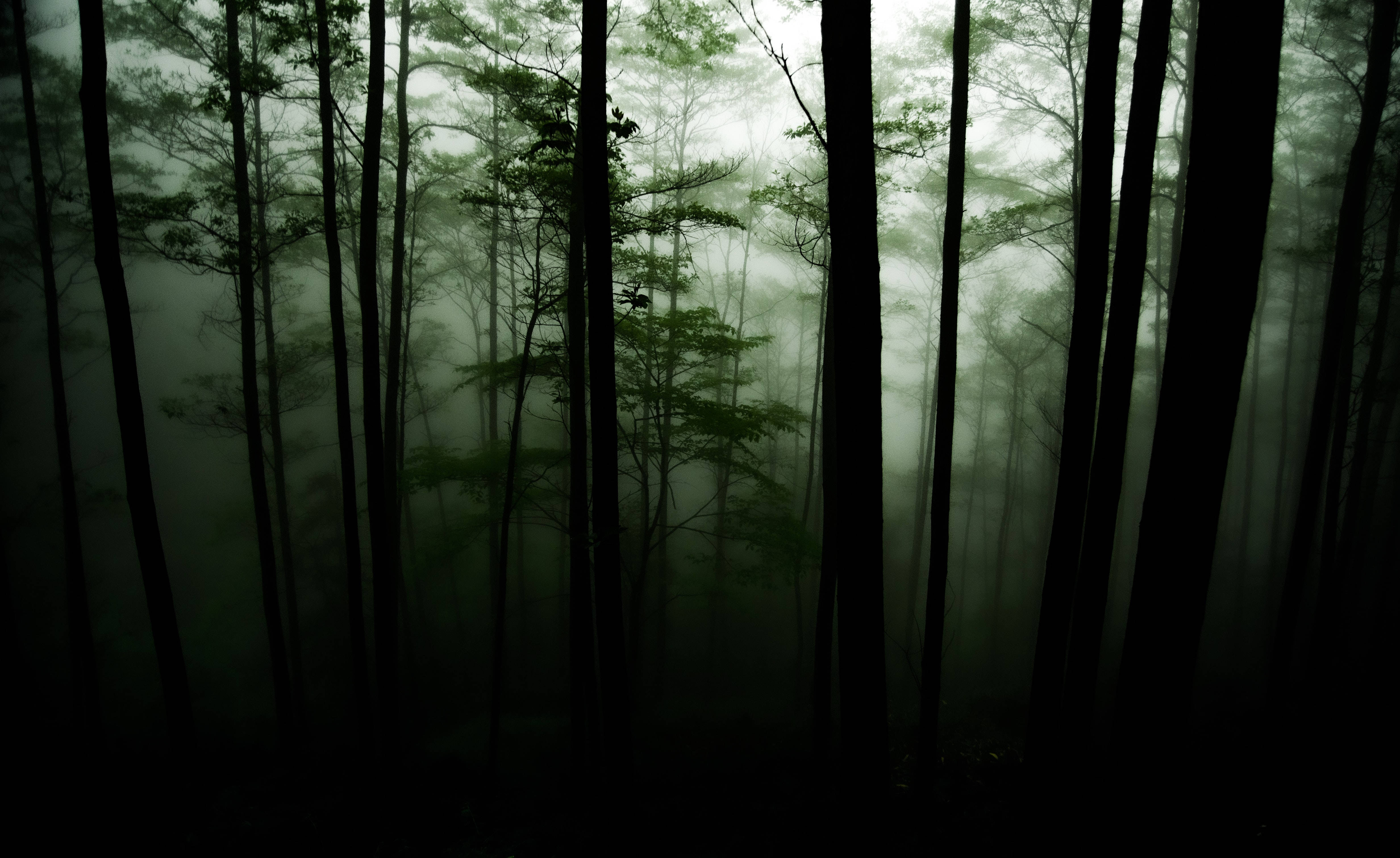 Green Dark Forest Mist Background