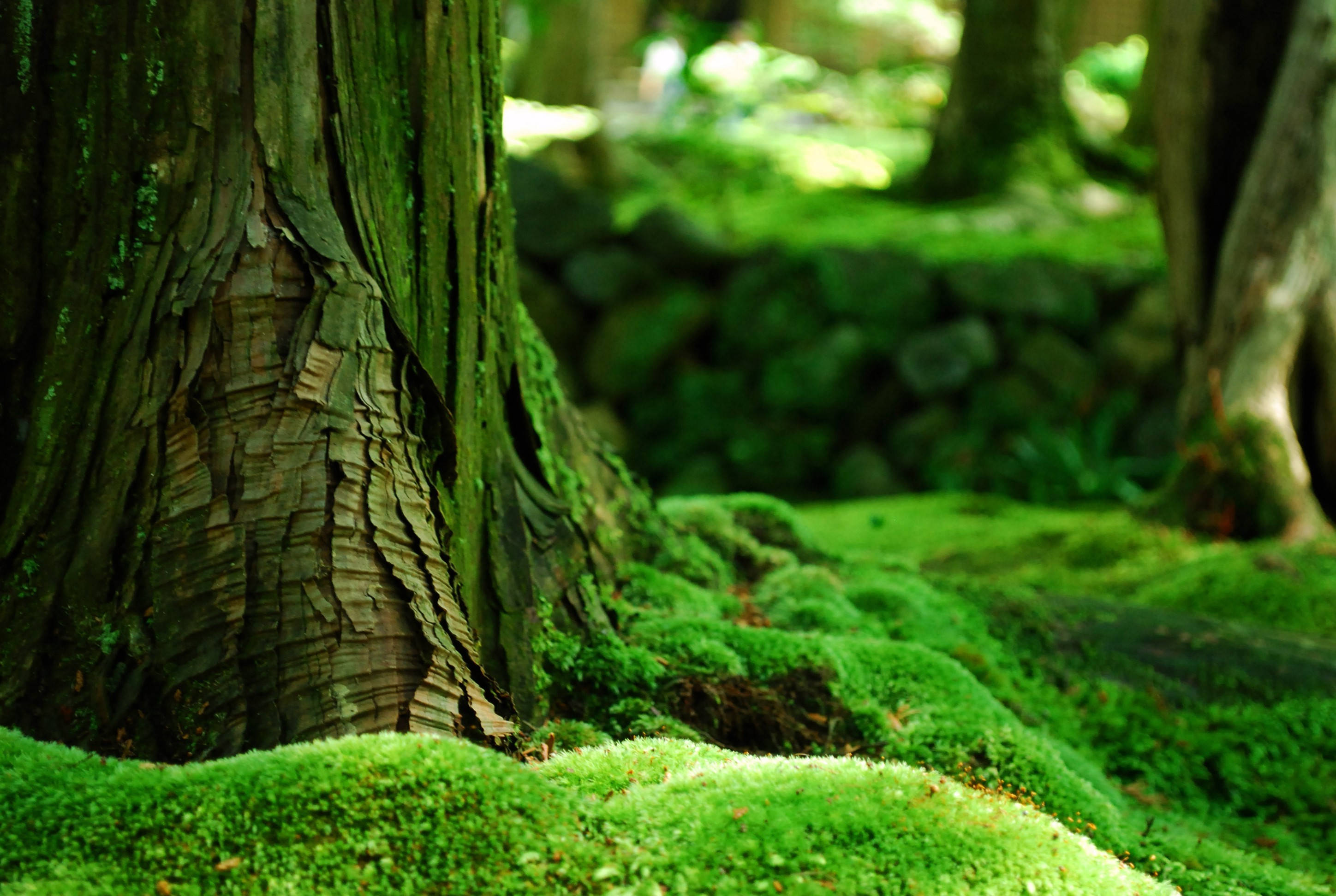Green Forest Roots Background