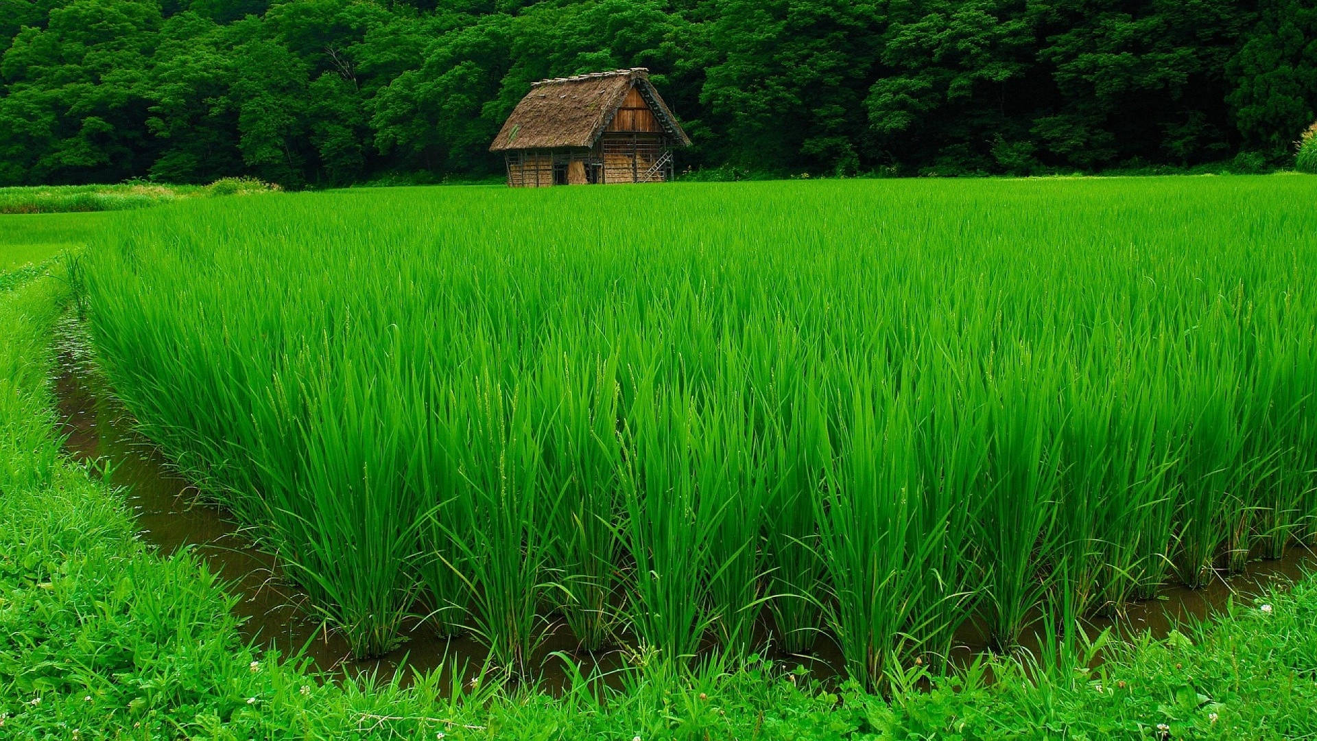 Green Rice Field Background