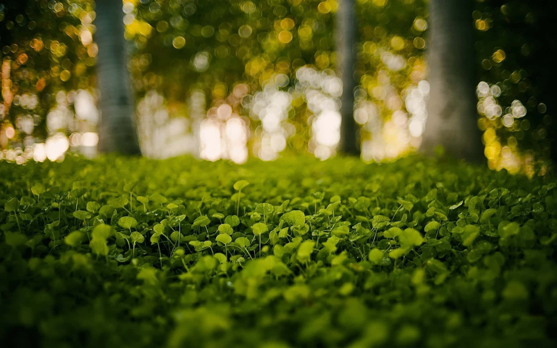 download-greenery-background-wallpapers