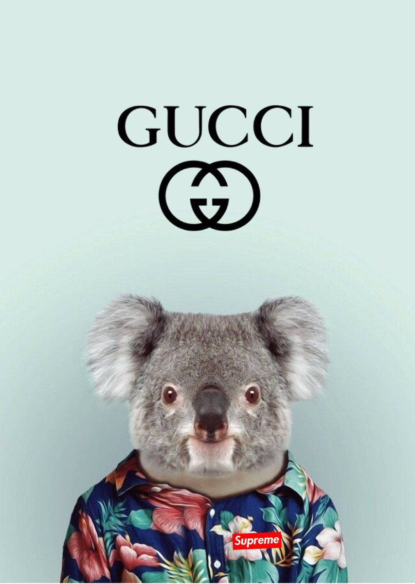Gucci Koala - Ad - Ad - Ad - Ad - A Background