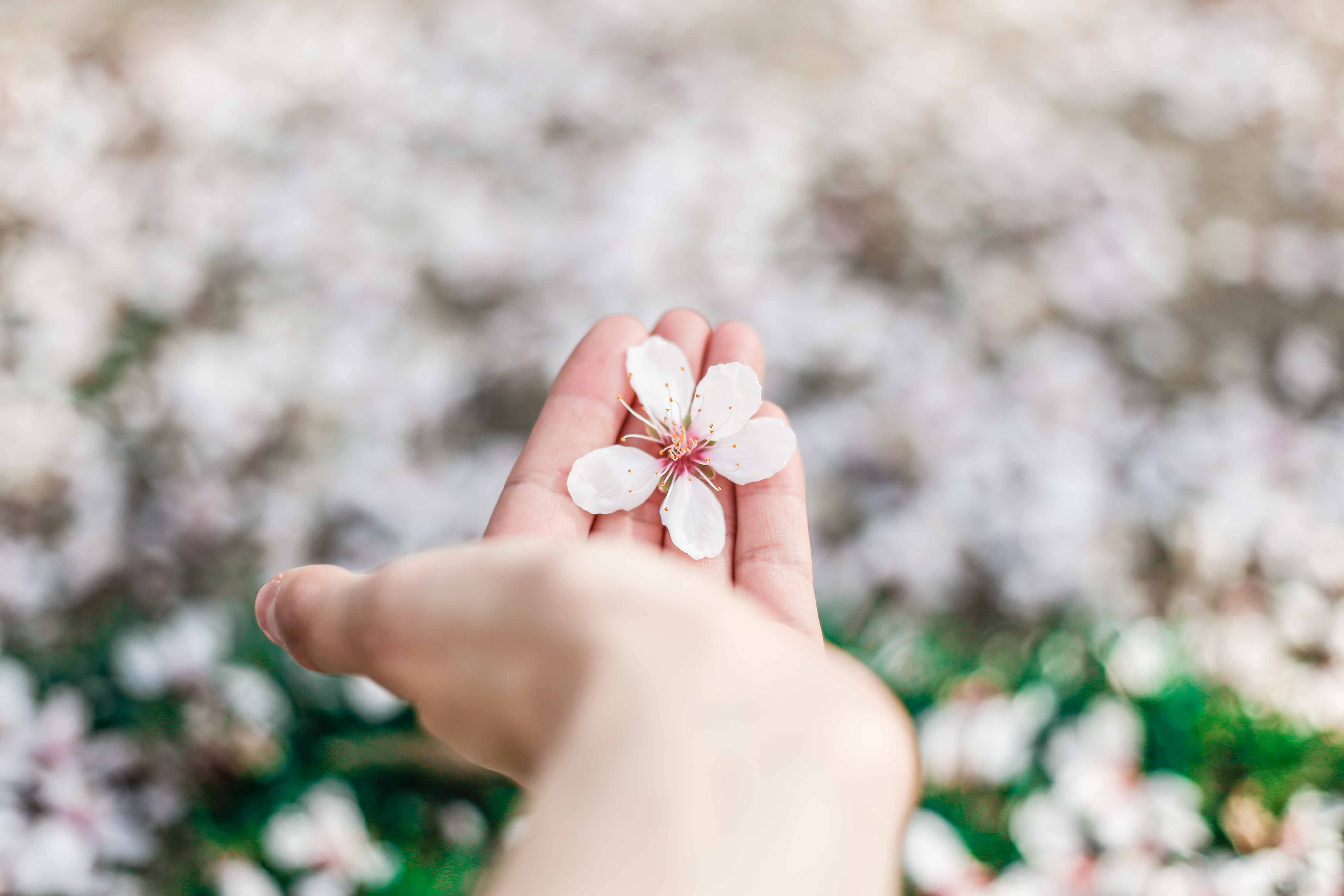 Hand Holding Fallen Spring Flower Background