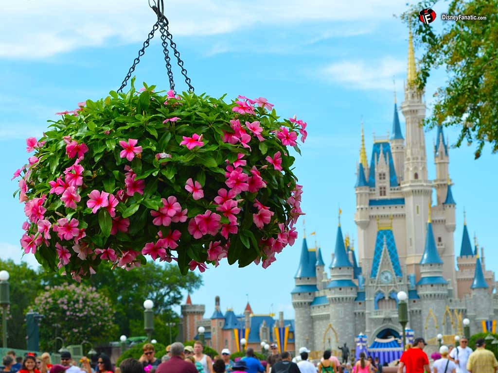 Hanging Flower Pot At Disney World Background