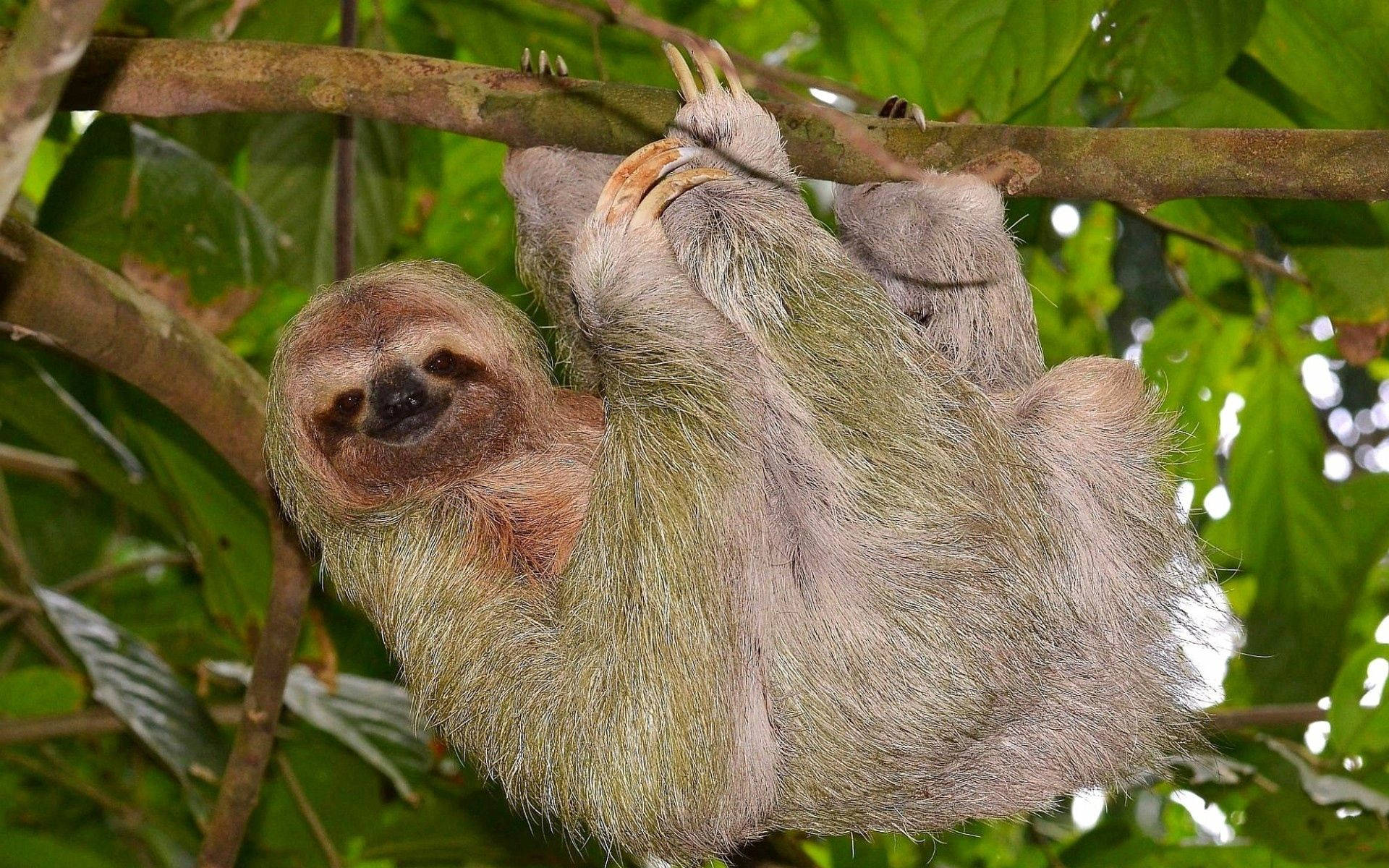 Hanging White Old Sloth Background