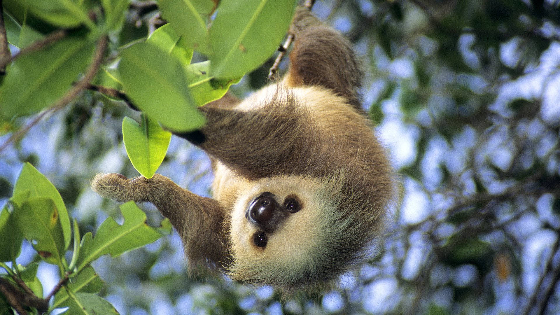 Hanging Young Sloth Background