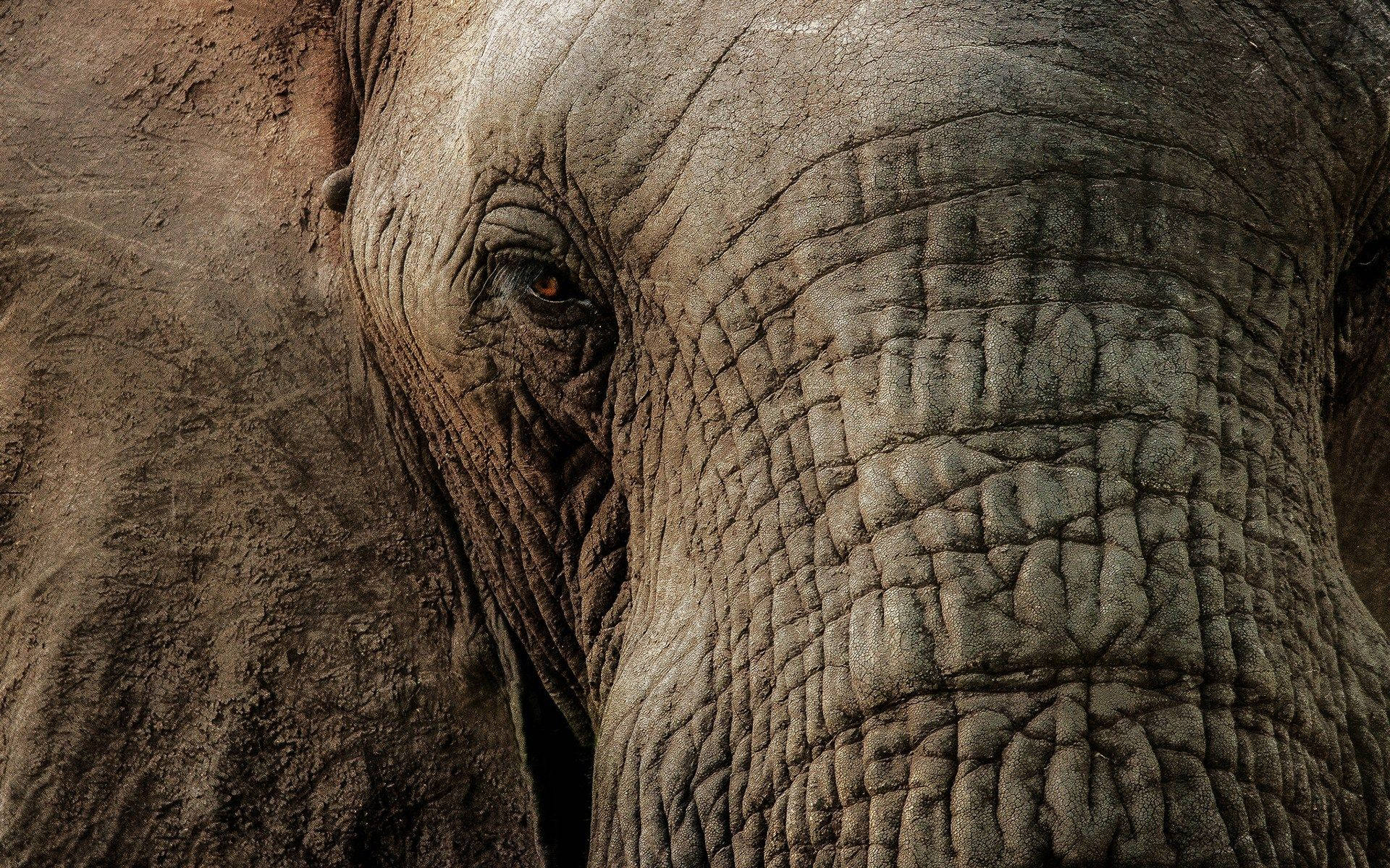 Hd Elephant Face Close-up Background