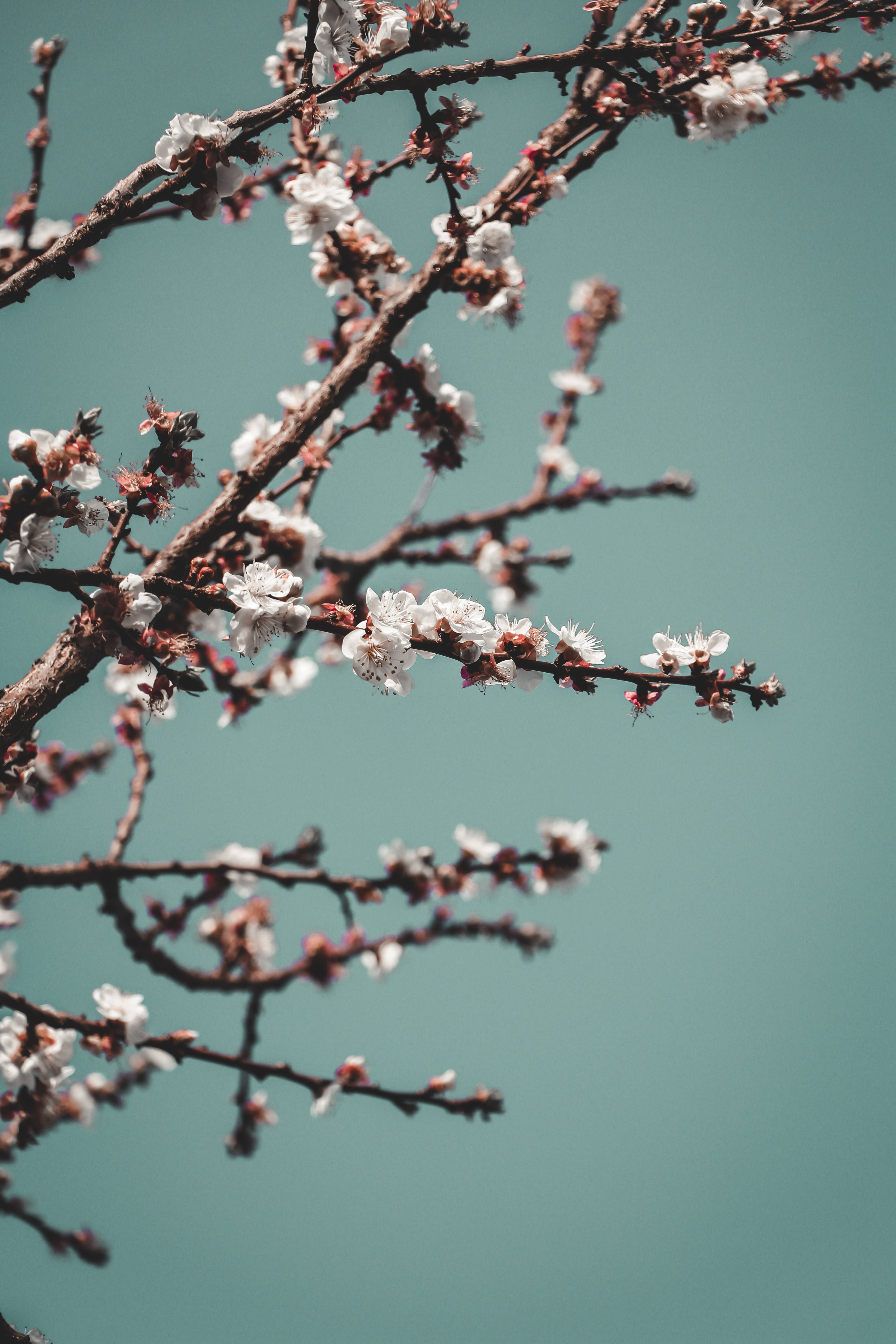 Download Hd Spring Full Bloom Plum Blossom Wallpaper 