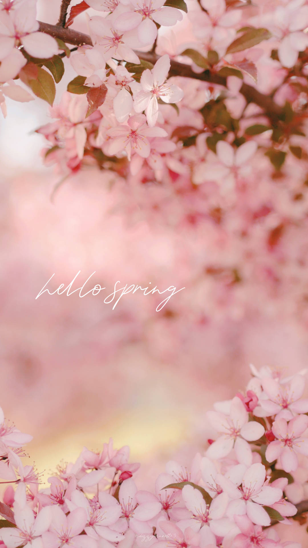 Hello Spring Cherry Blossom Background