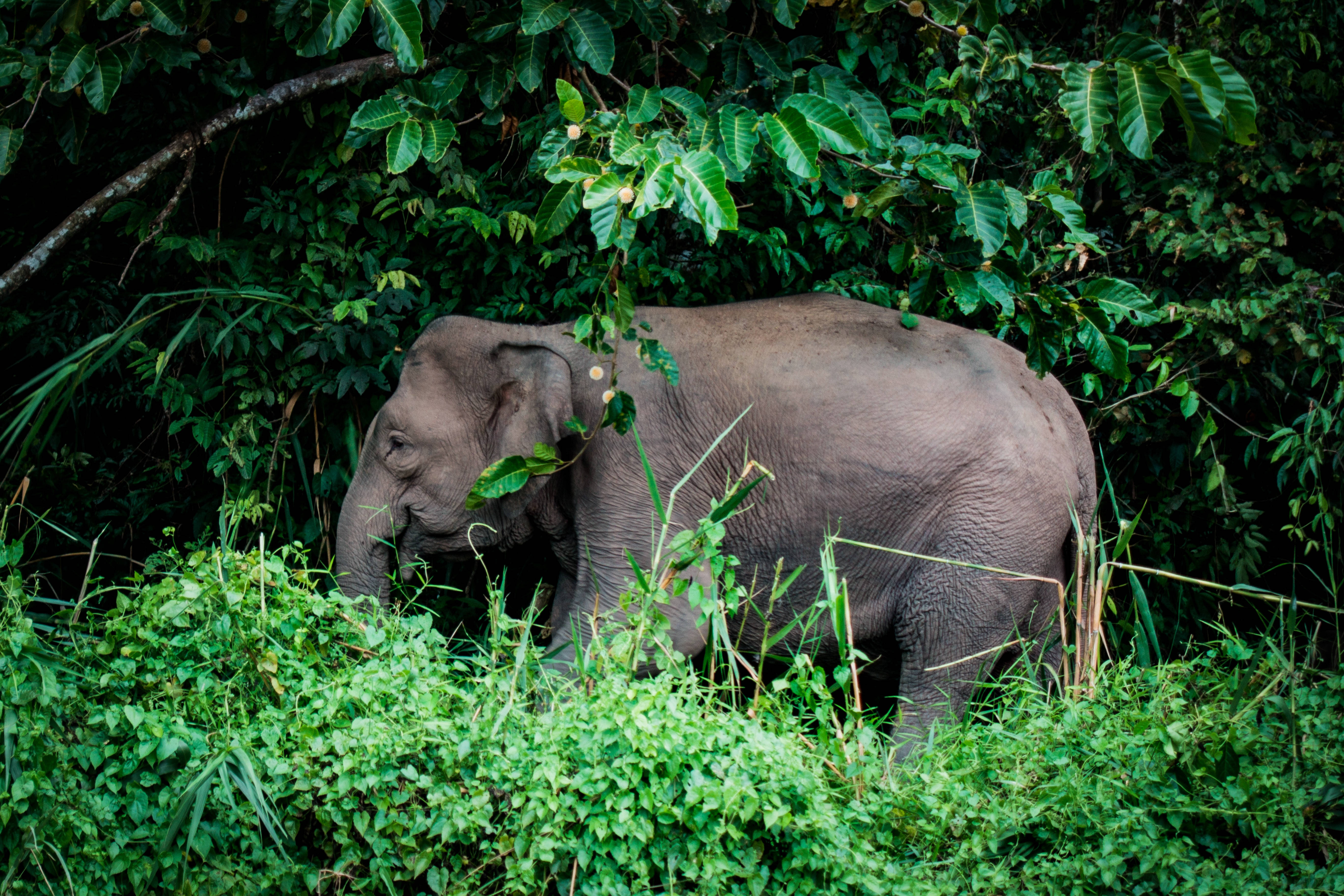 Hiding Elephant In Green Plants Background