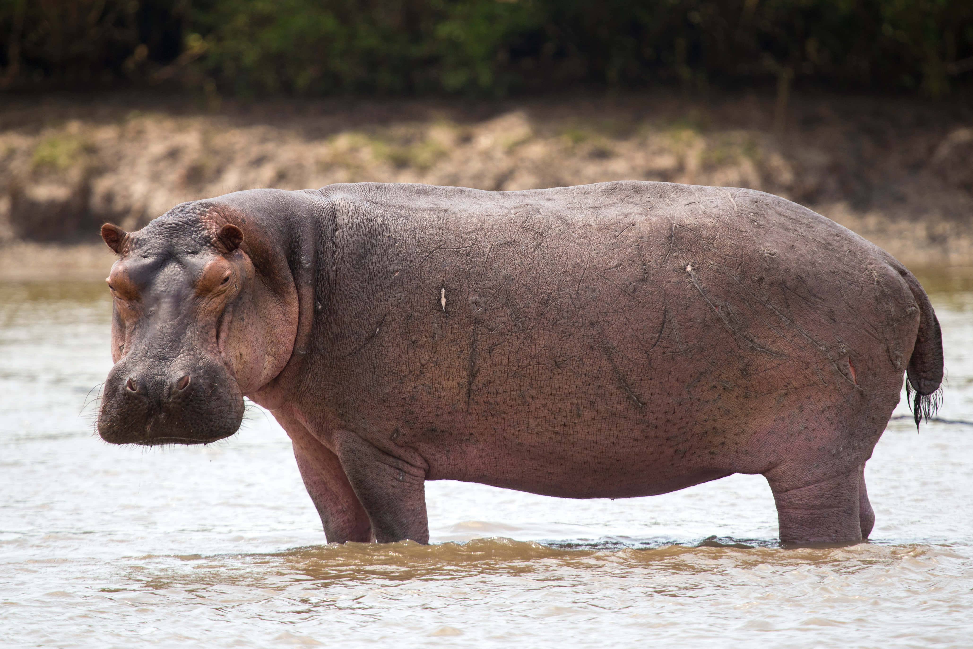 Download Hippo Pictures | Wallpapers.com