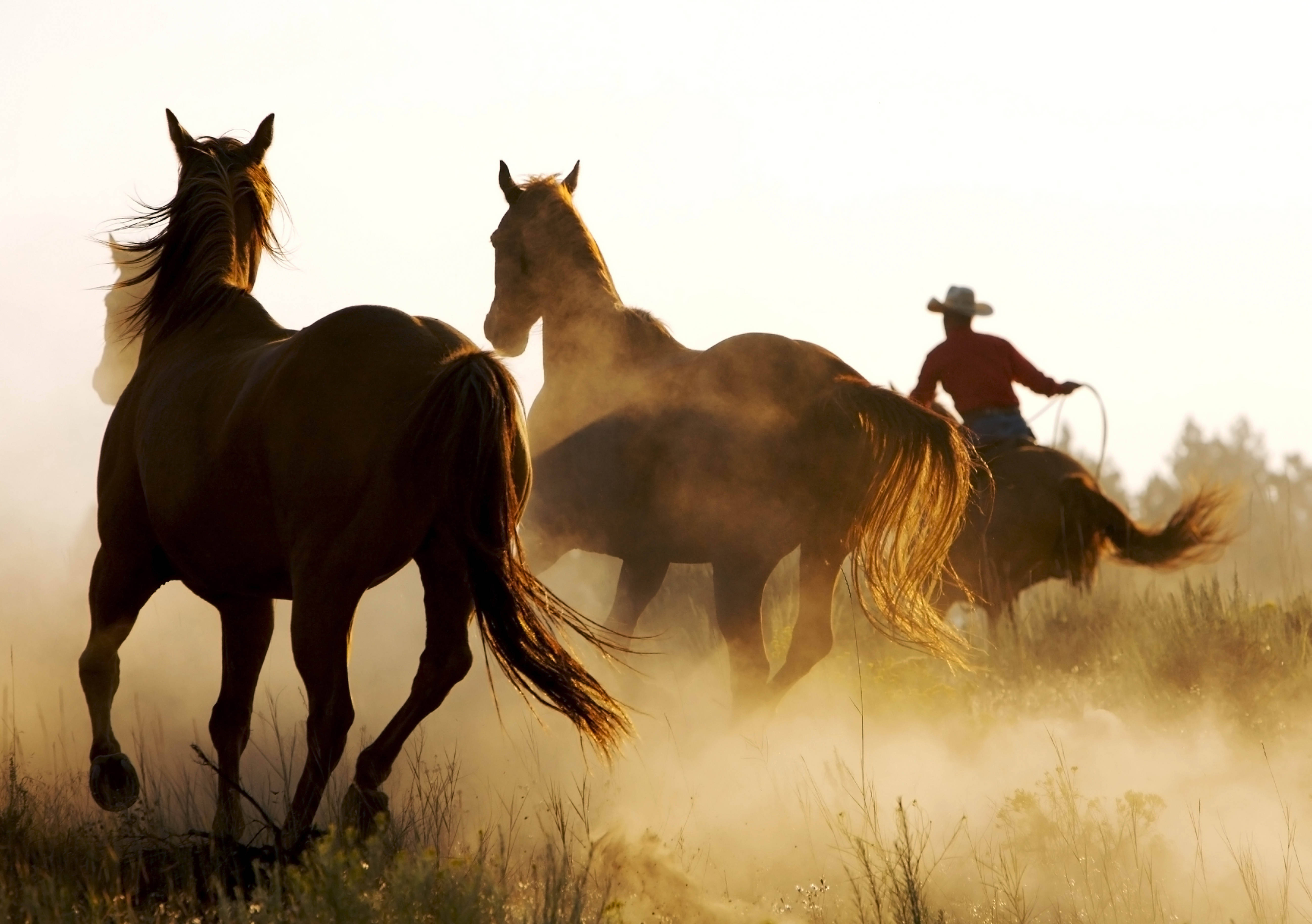 Horses And Cowboy Background