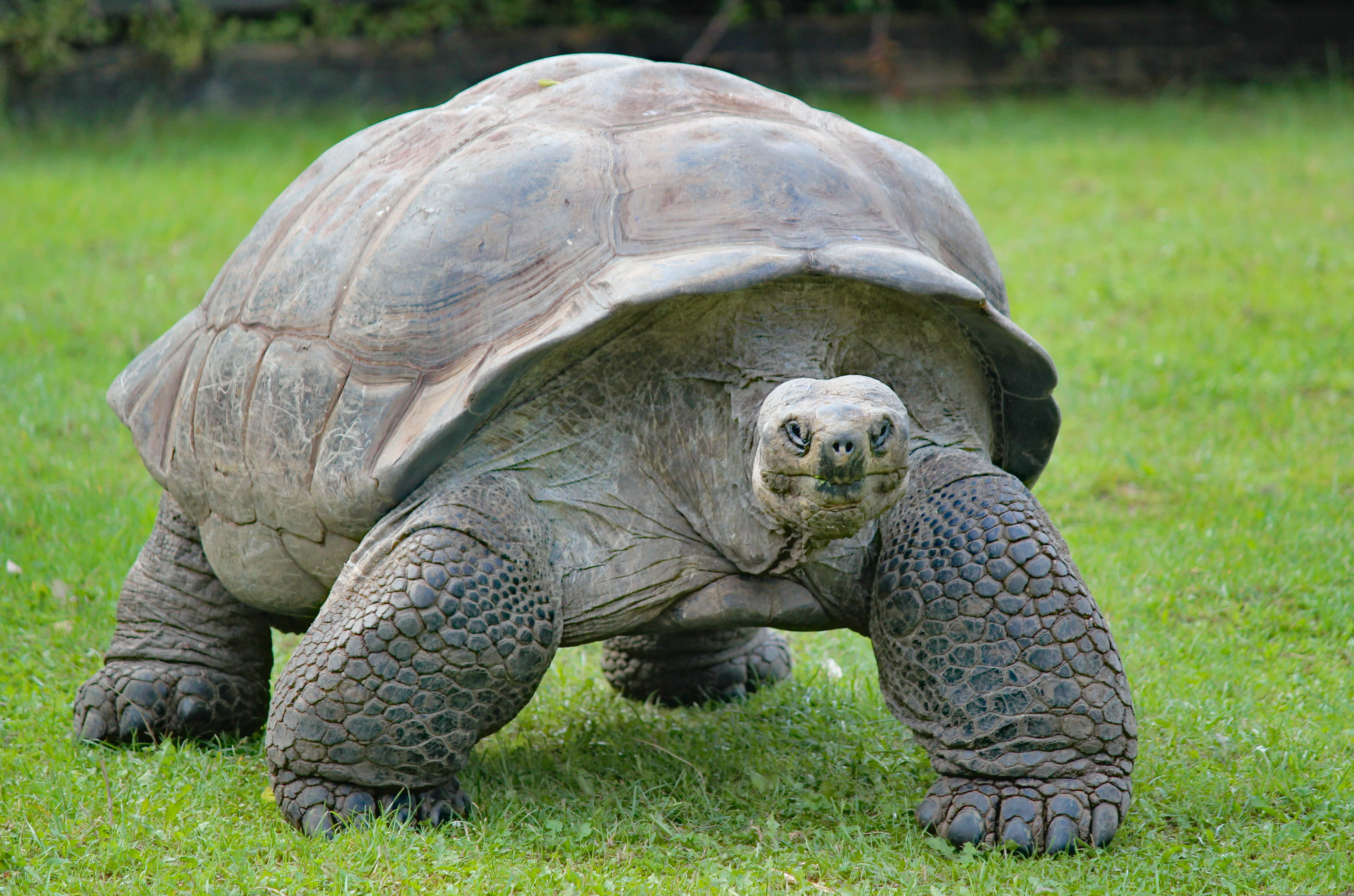Слоновая черепаха среда обитания. Гигантская черепаха Альдабра. Галапагосская гигантская черепаха. Слоновая (Галапагосская) сухопутная черепаха. Джонатан Галапагосская черепаха.