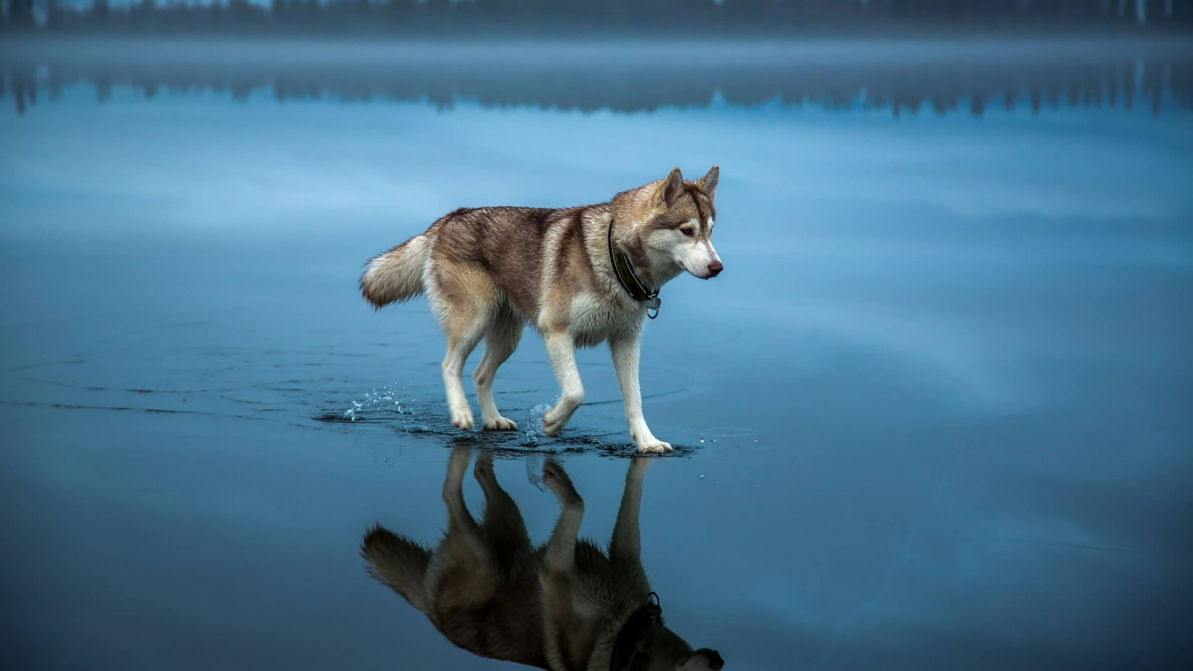 Husky Dog On Water Background