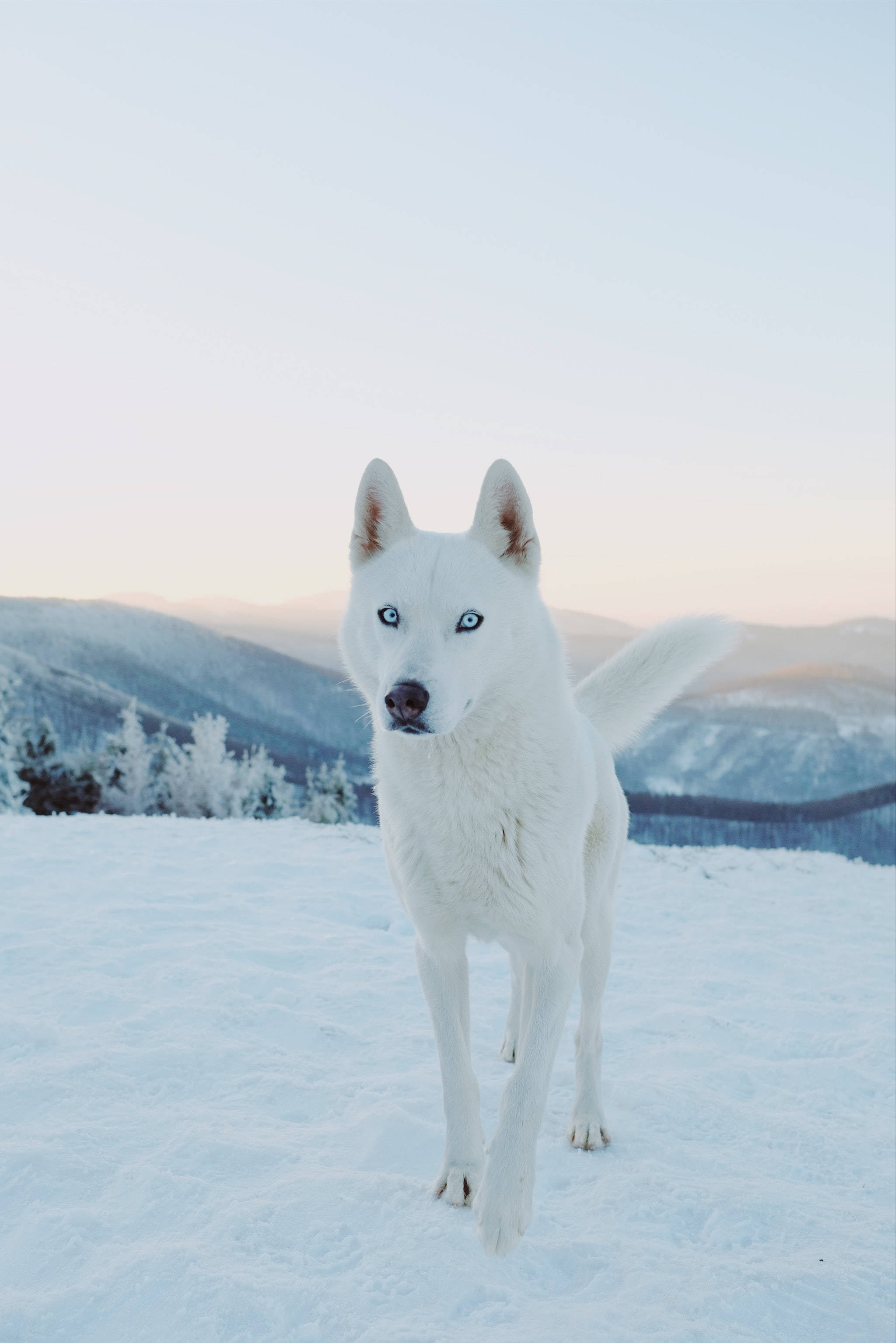 Husky, Dog, White, Snow Background