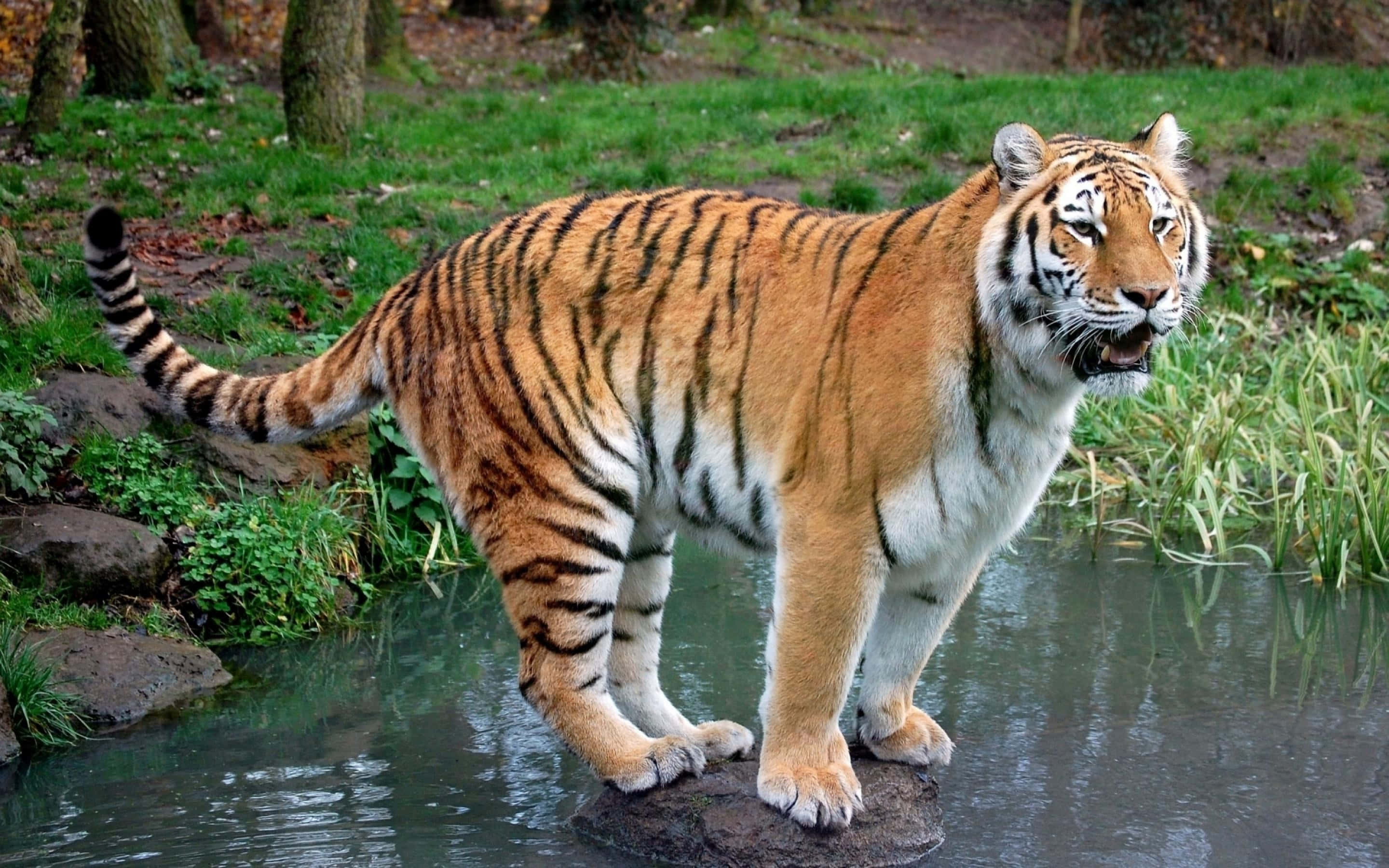 Картинки животных. Тайгер тигр. Балийский тигр. 4. Амурский тигр (Panthera Tigris). Сенегальский тигр.