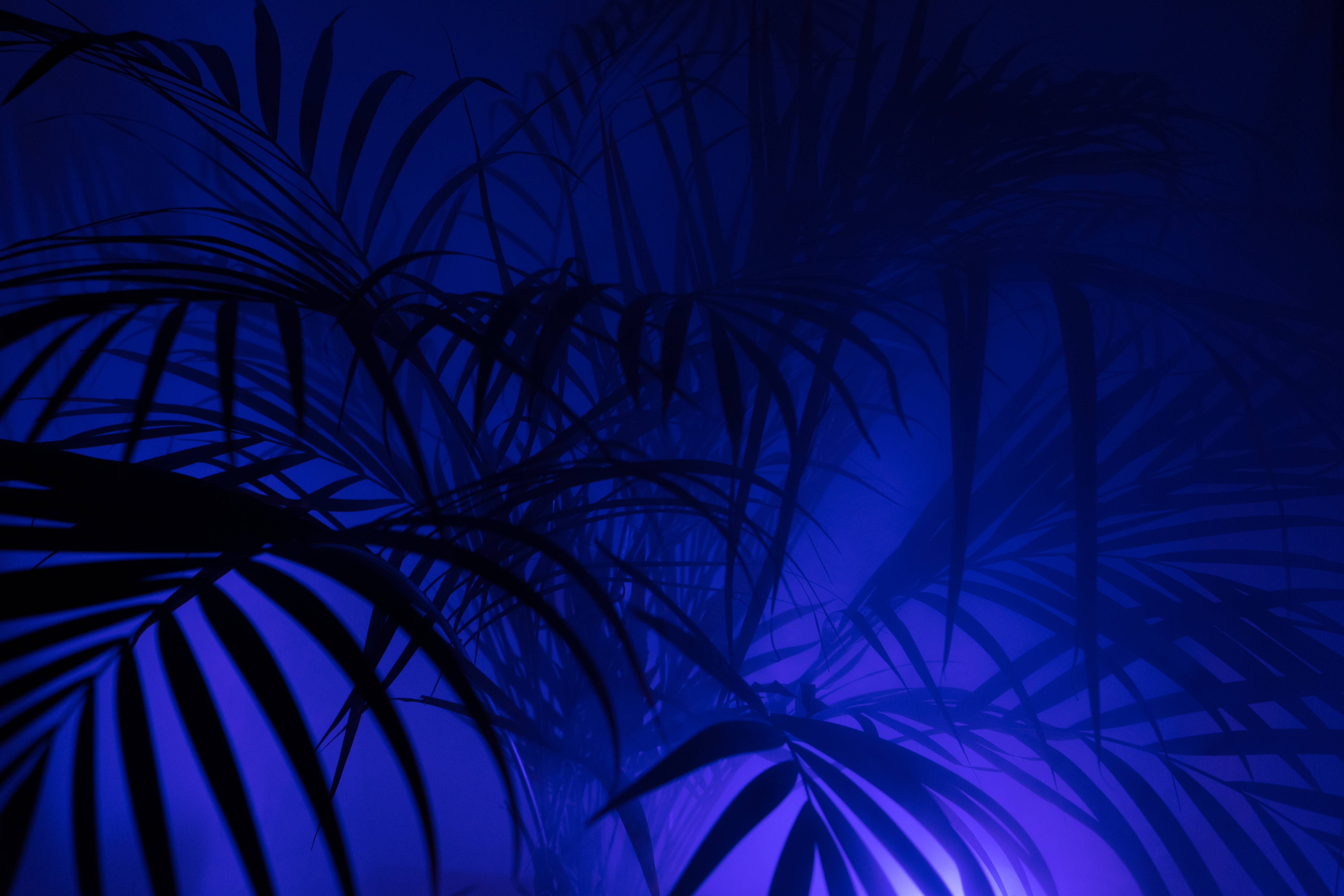 Indoor Dwarf Majesty Palm Tree Plant Background