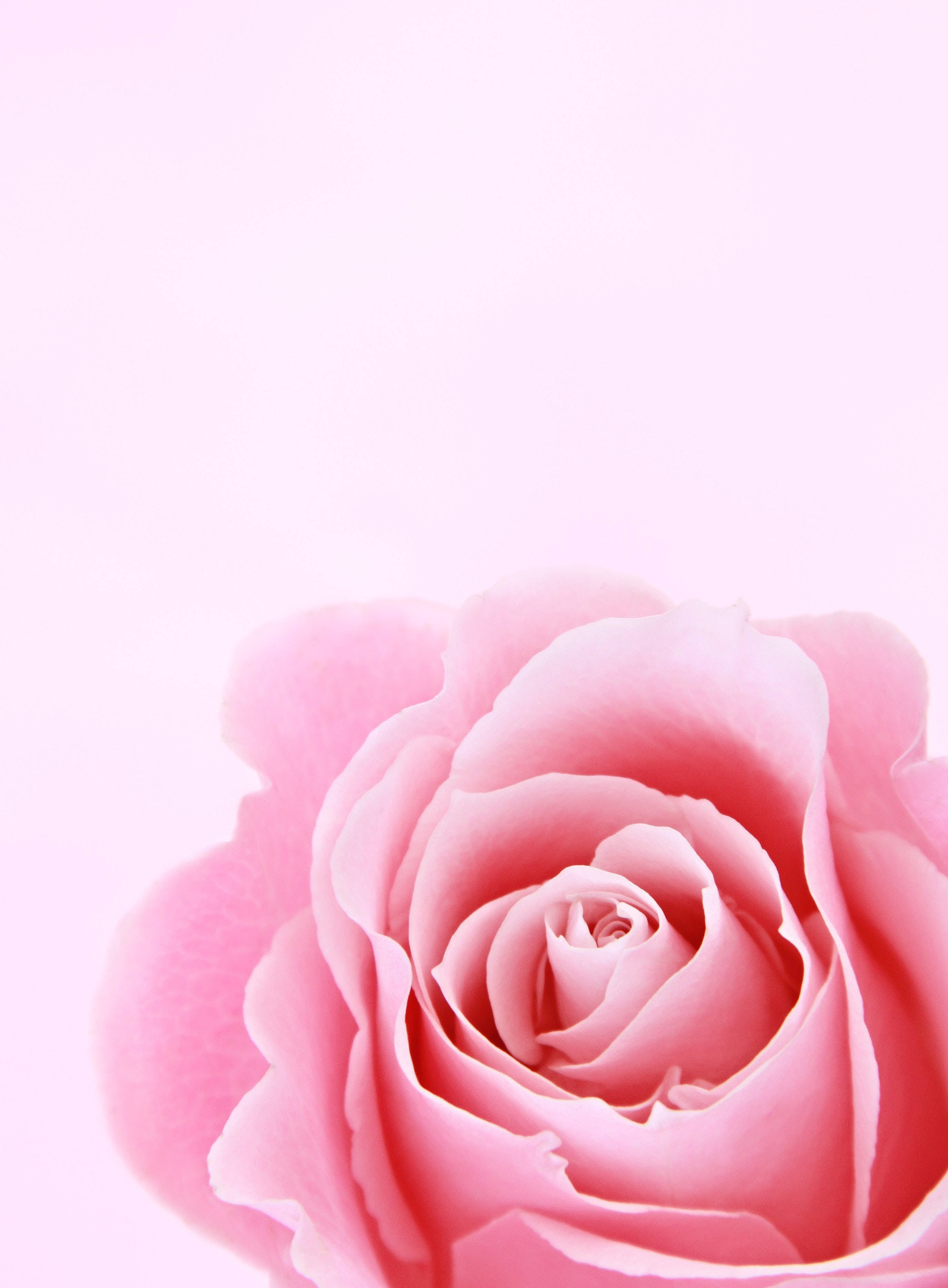 Download Iphone Lock Screen Soft Rose Wallpaper 