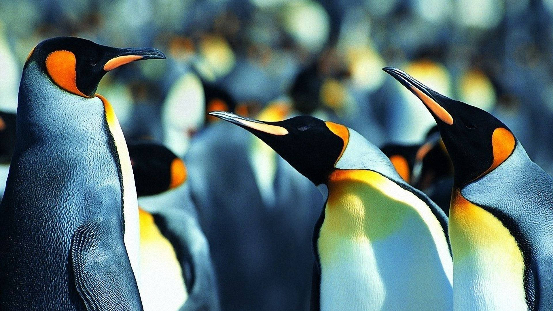 King Penguin Background
