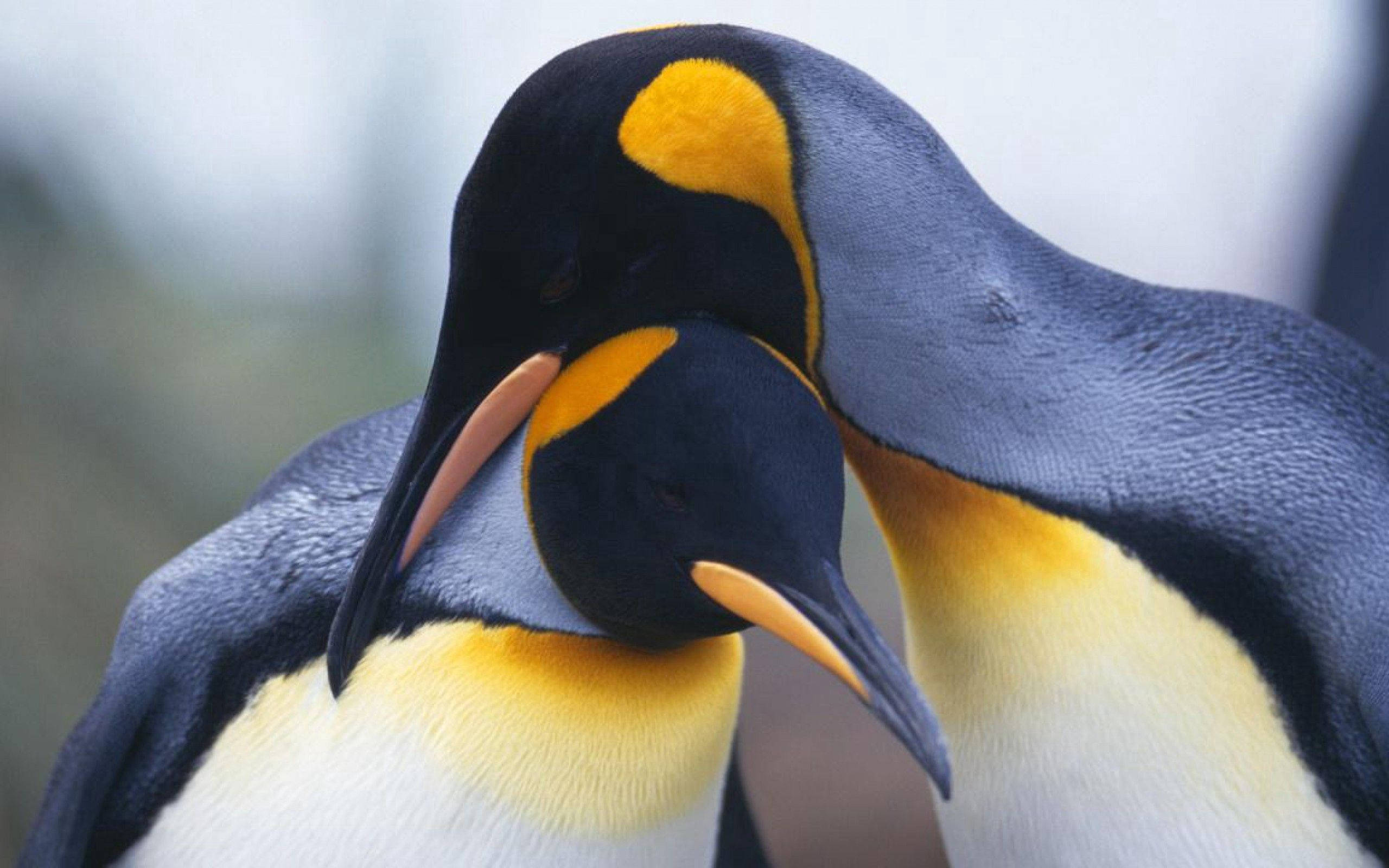 King Penguins Close Up Background
