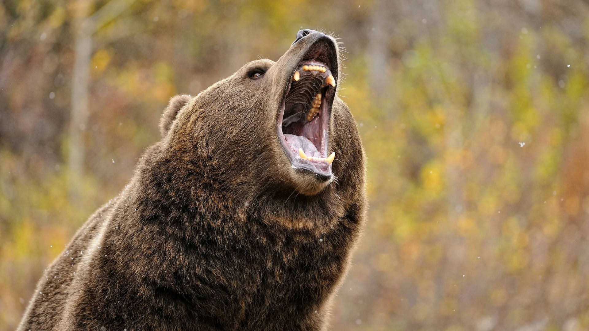 Download Kodiak Bear Growling Wallpaper | Wallpapers.com