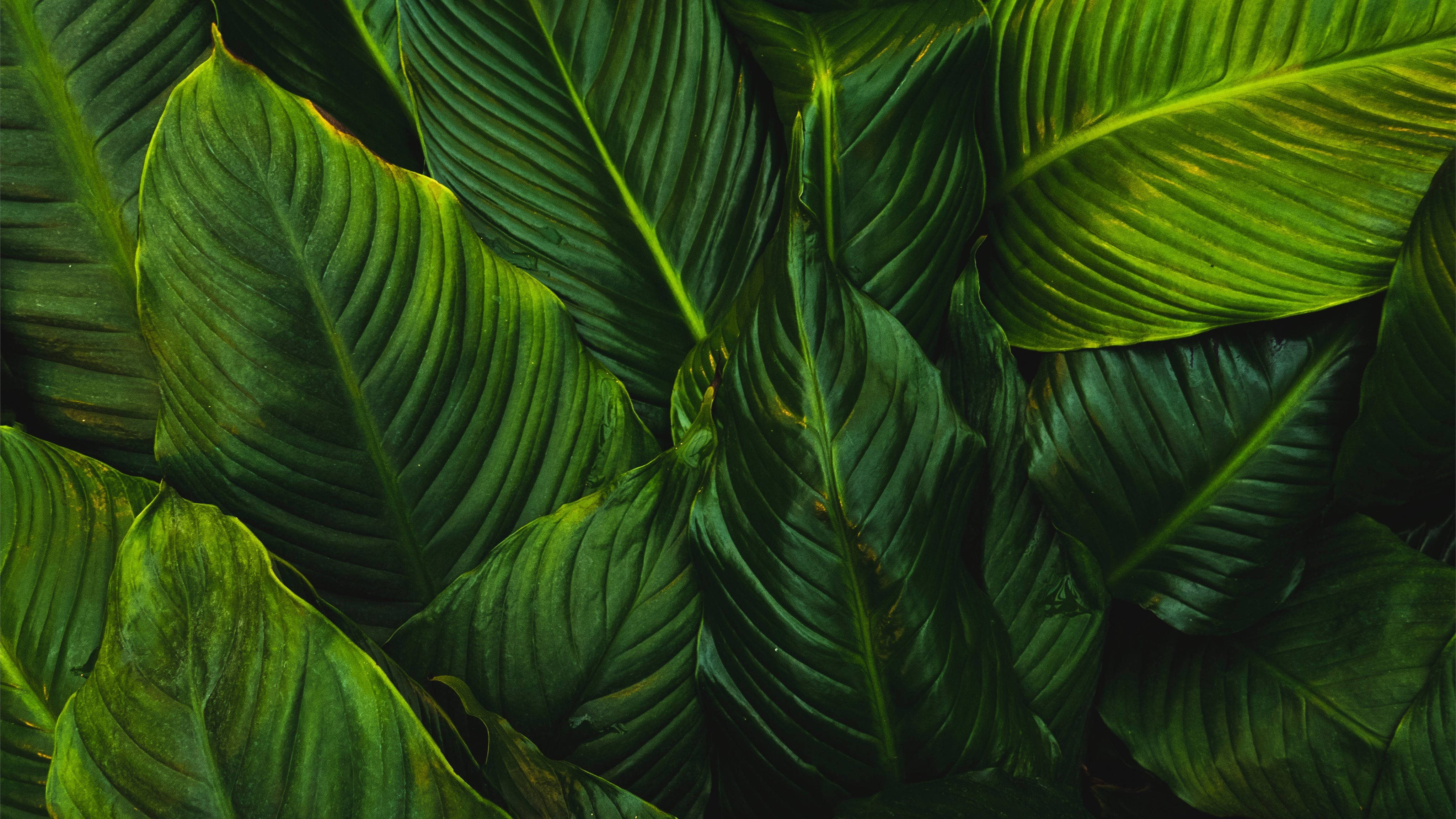 Large Green Leaves Background