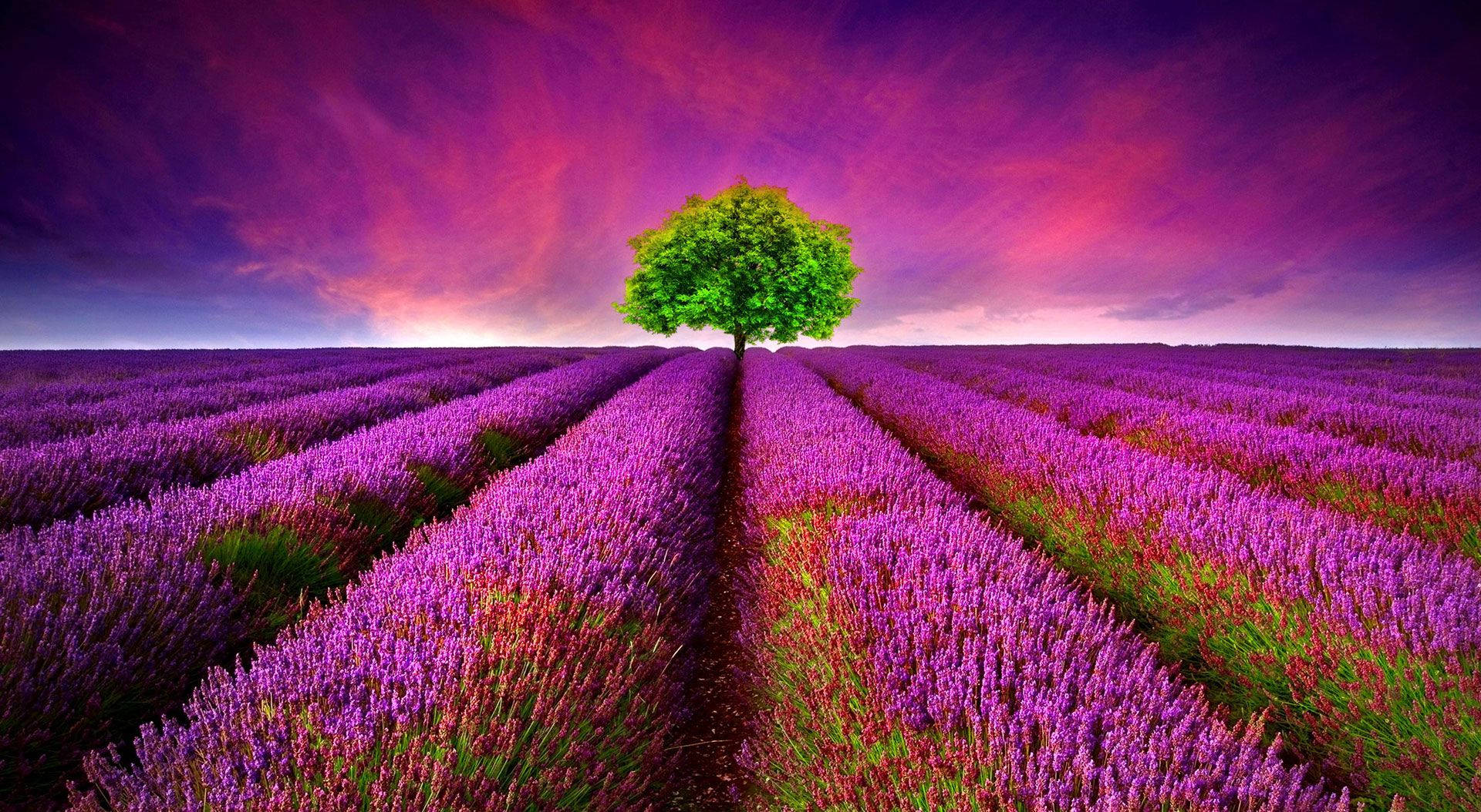 Lavender Field Nature Background