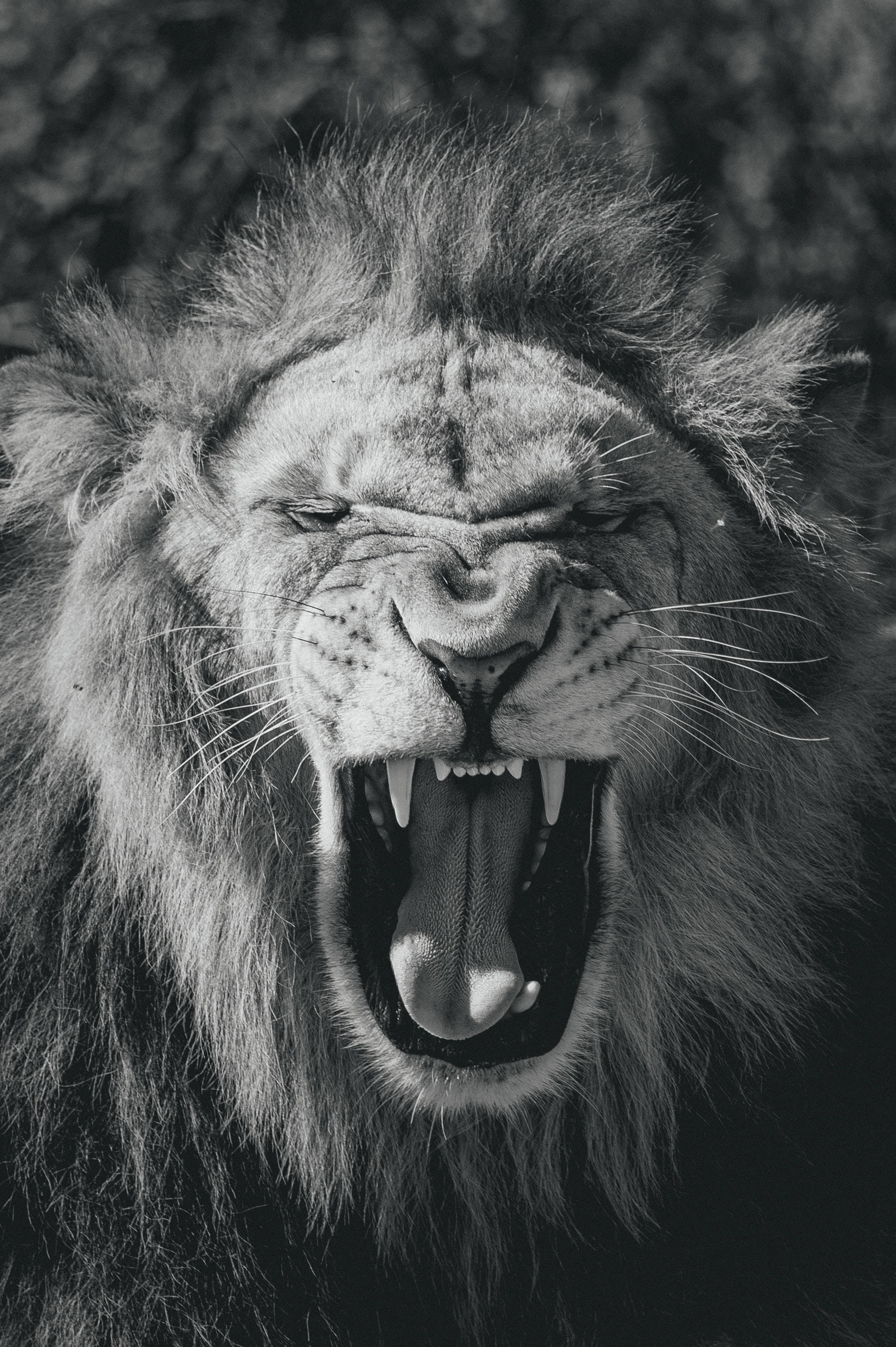 Lion, Big Cat, King Of Beasts, Jaws, Bw Background