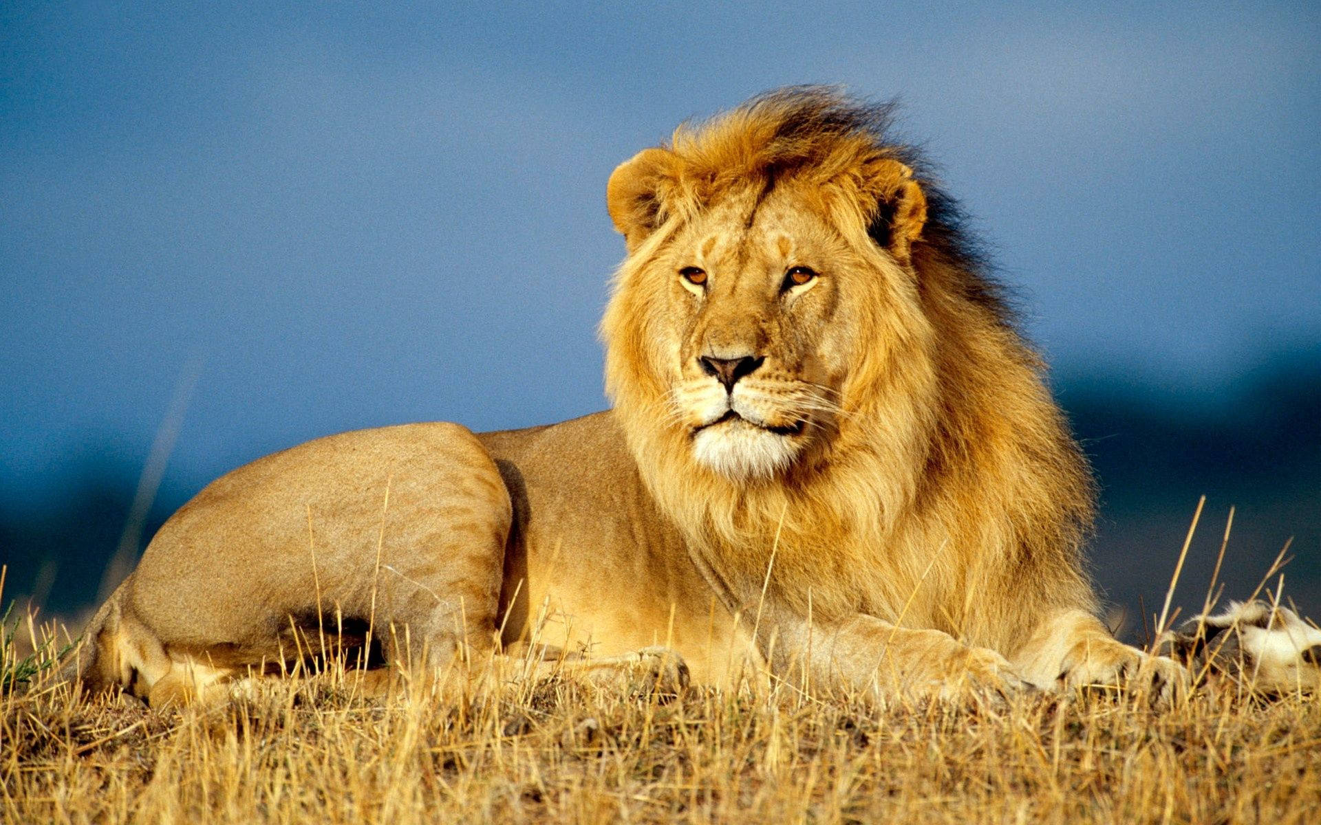 Lion, King Of Beasts, Lie, Look, Mane Background