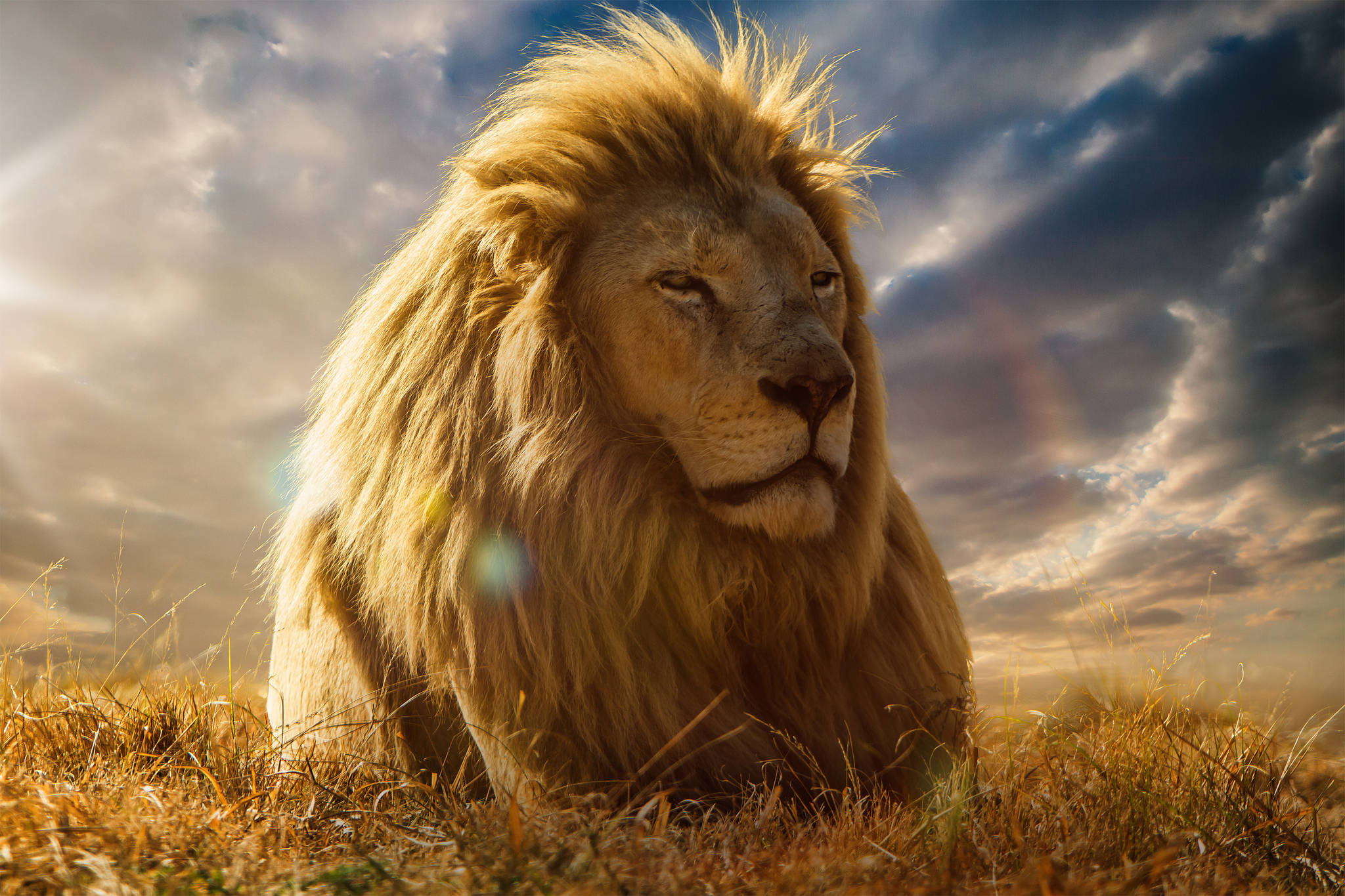 Lion King's Head 3d Background