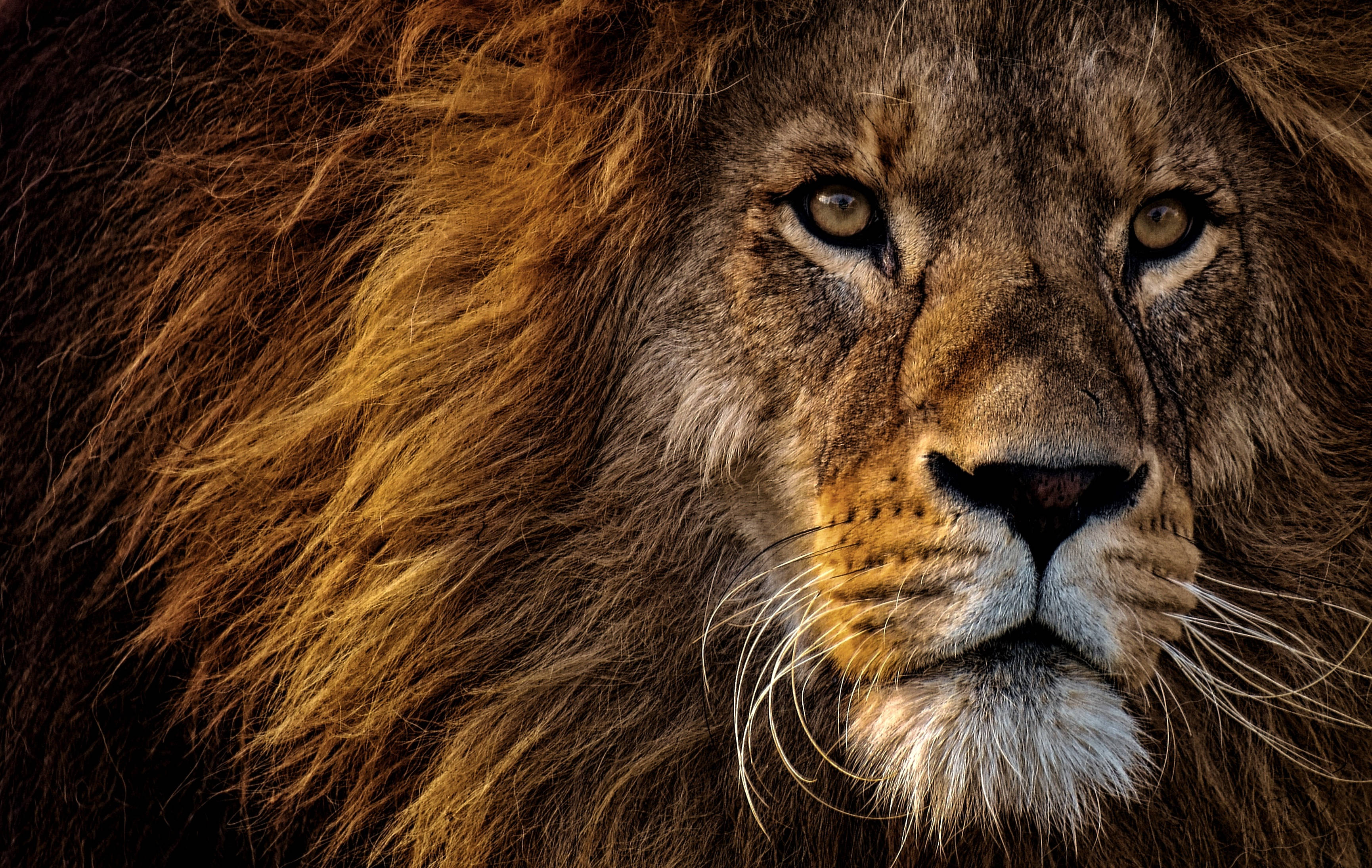 Lion, Predator, King Of Animals, Mane, Muzzle, Eyes Background