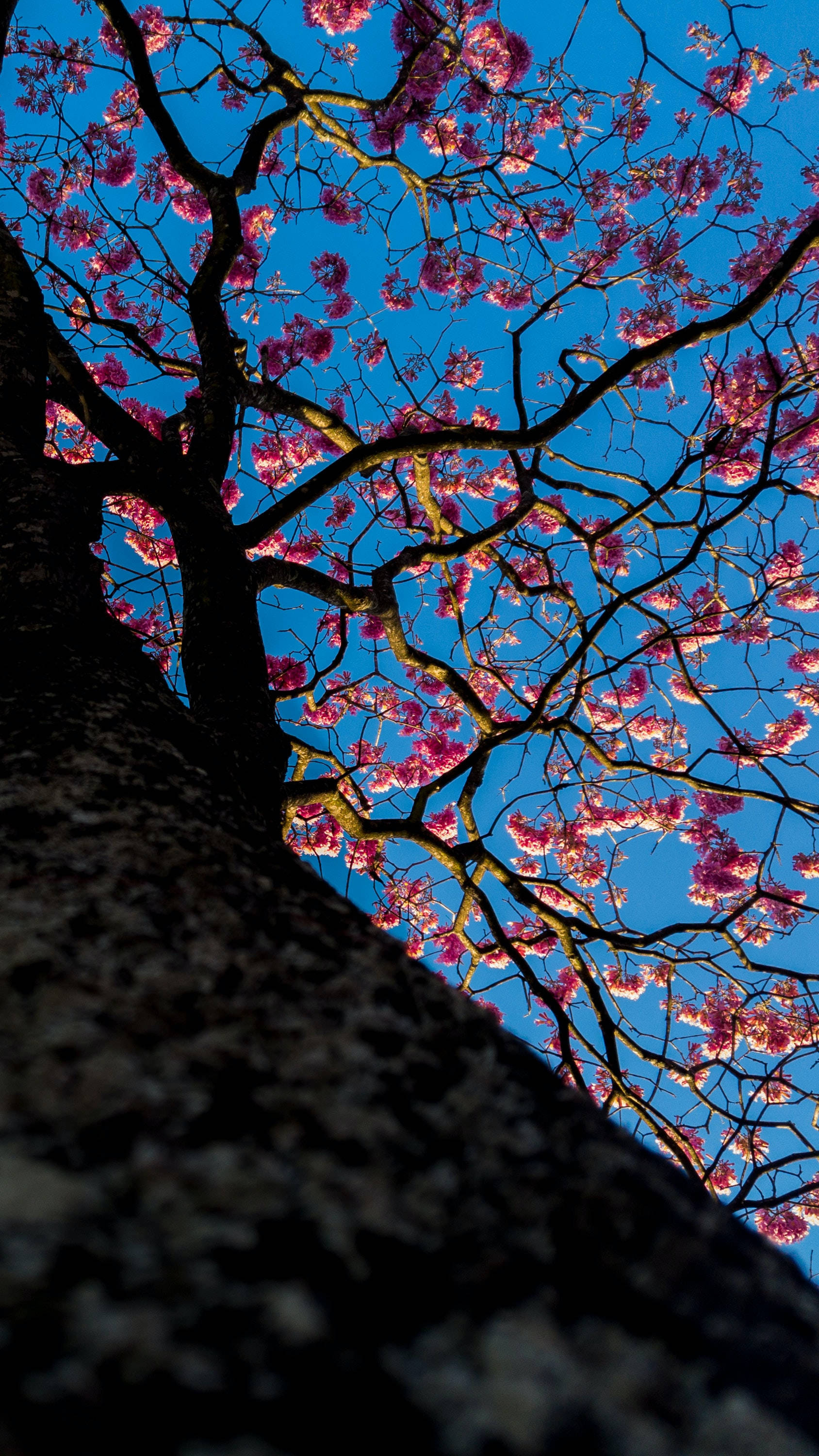 Low-angle Sakura Tree Background
