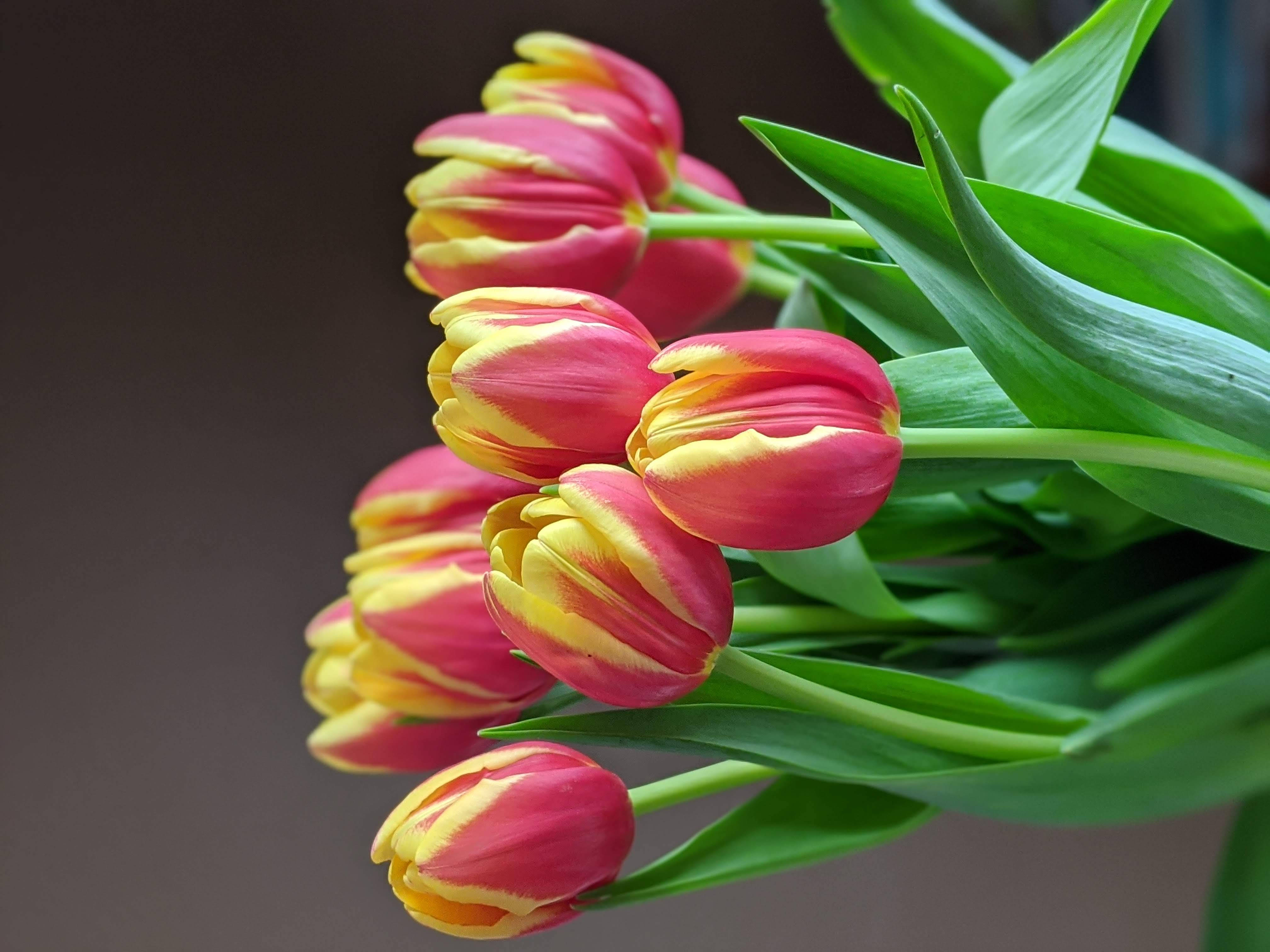 Download Tulipan Wallpapers Helt Gratis, [100+] Tulipan Wallpapers helt