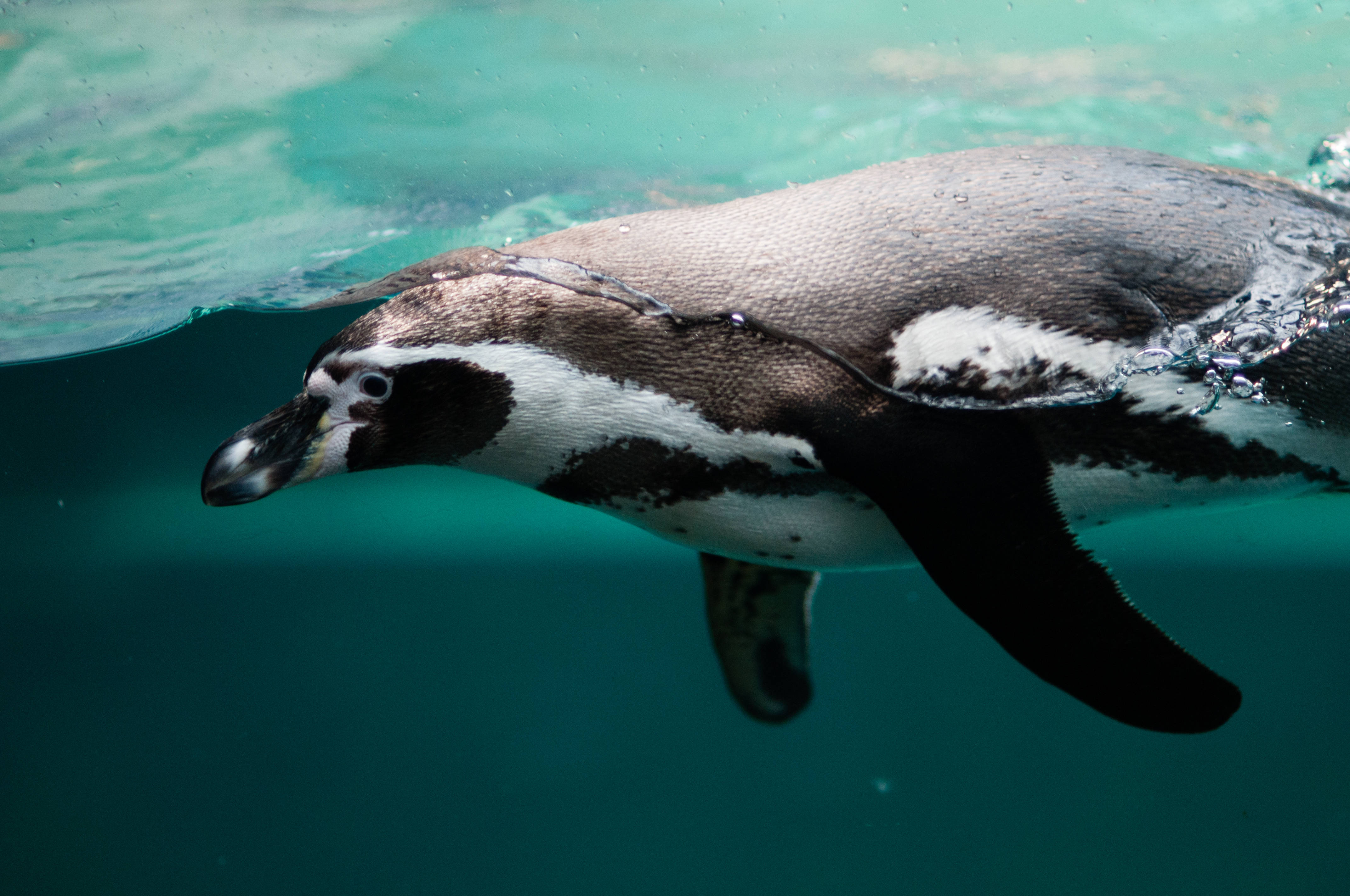 Magellanic Penguin Swimming Background