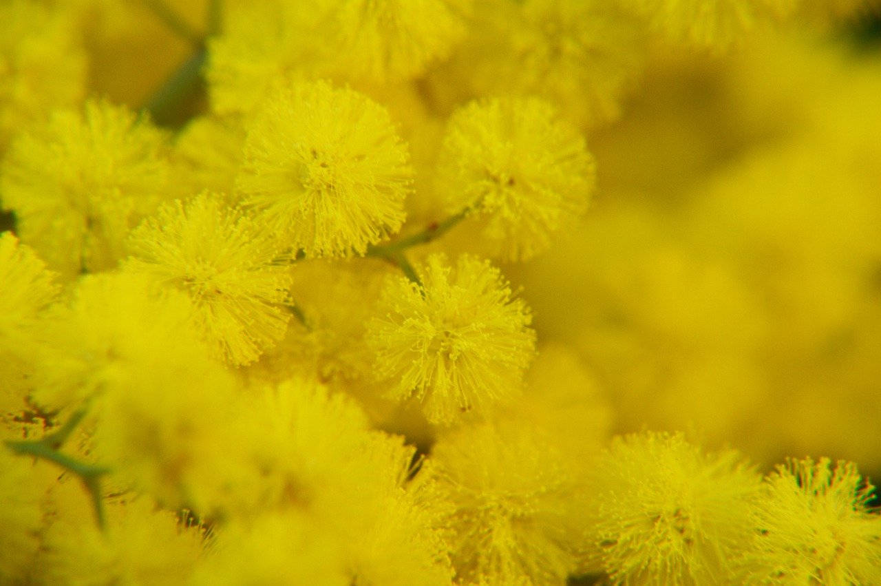 Download Magnificent Yellow Mimosa Flowers Wallpaper | Wallpapers.com