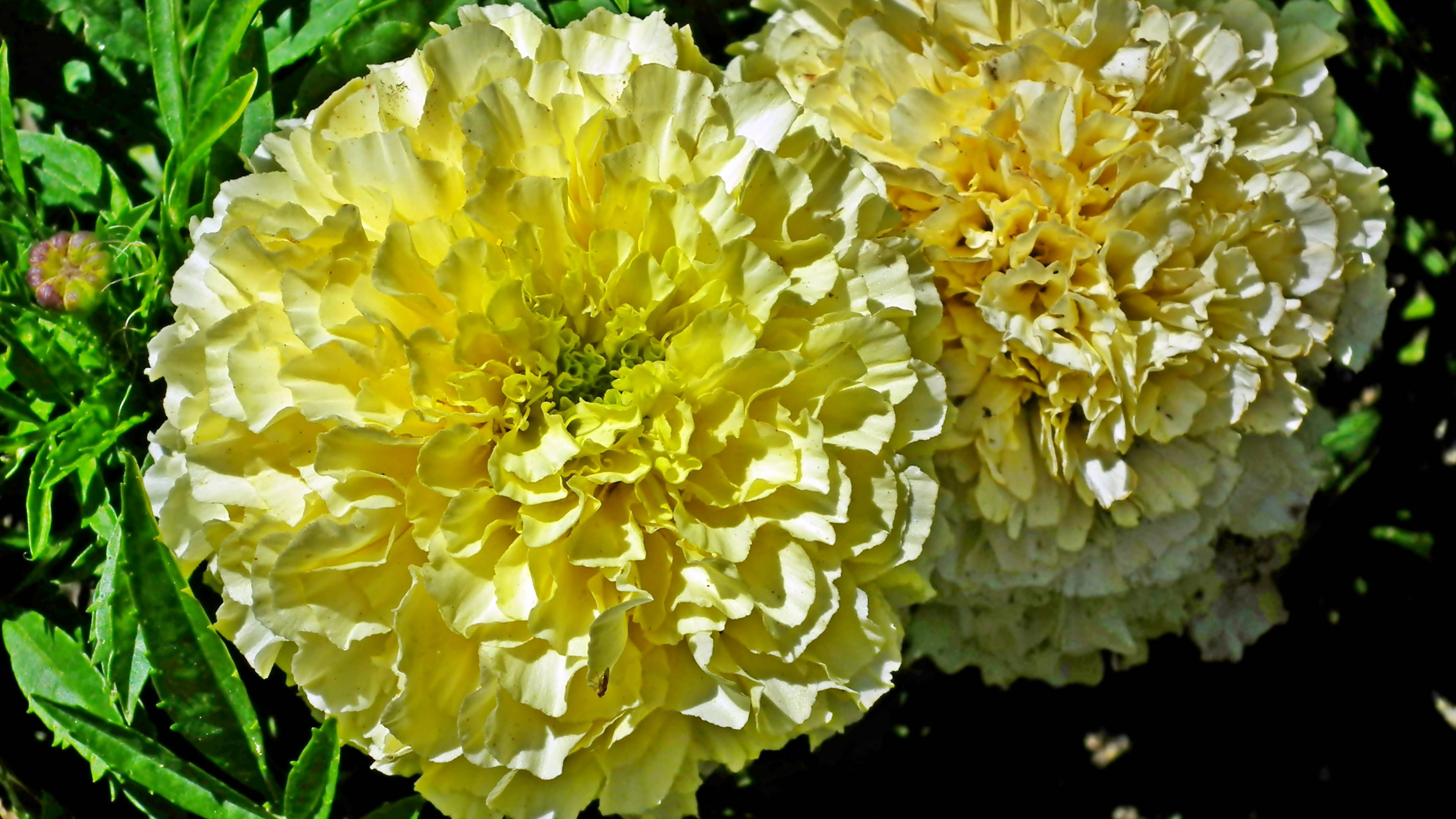 Download Marigold Flowers In Pair Wallpaper 