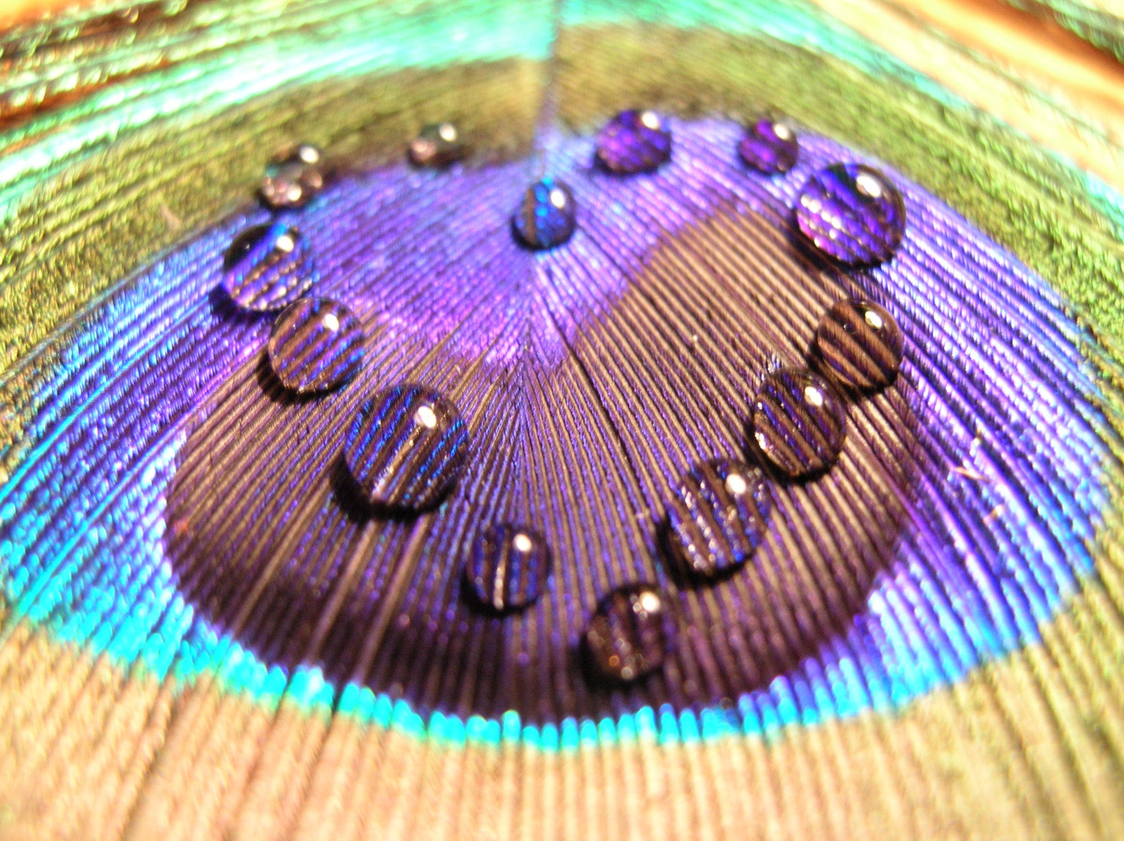Microscopic Heart Droplets On Peacock Feather Background