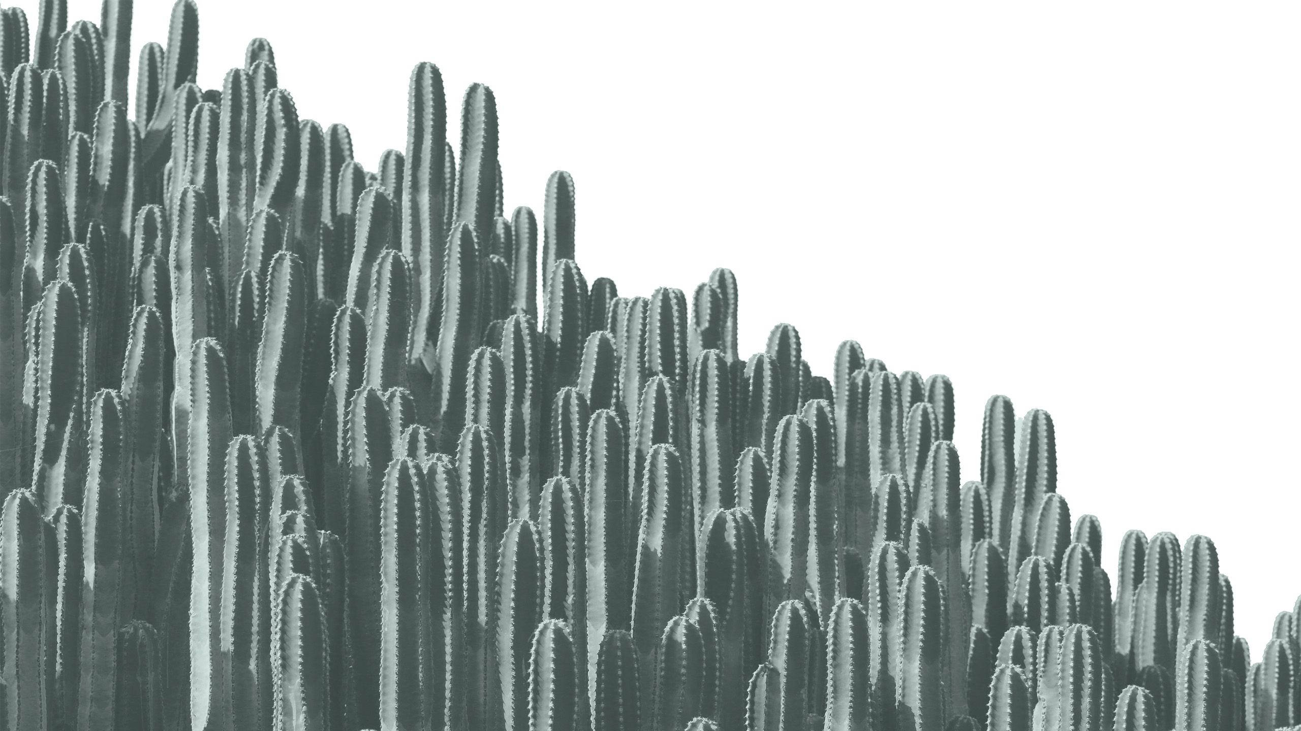 Minimal Grayscale Cactus Plants Background