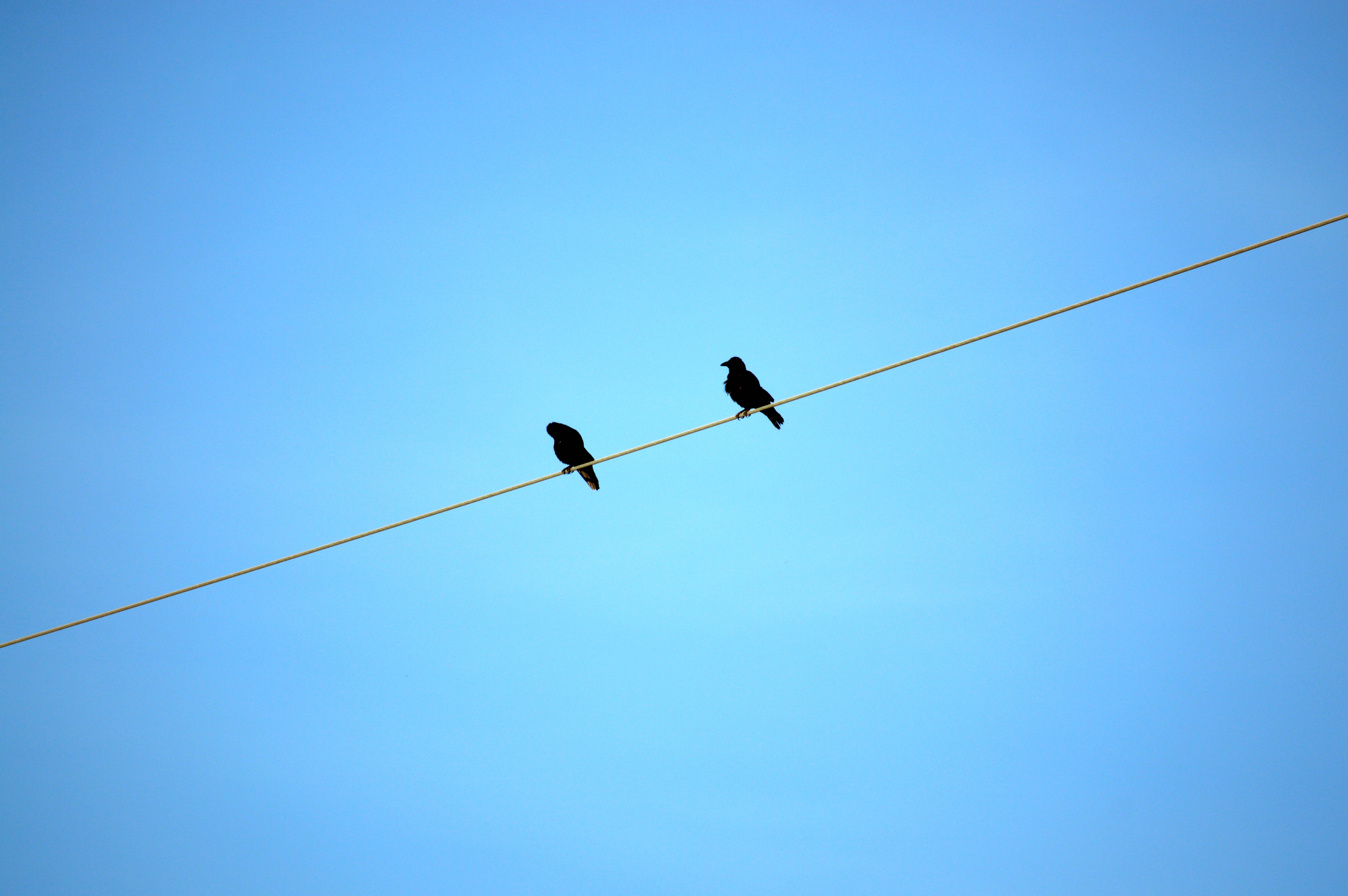 Minimalist Ravens On Wire Hd Background