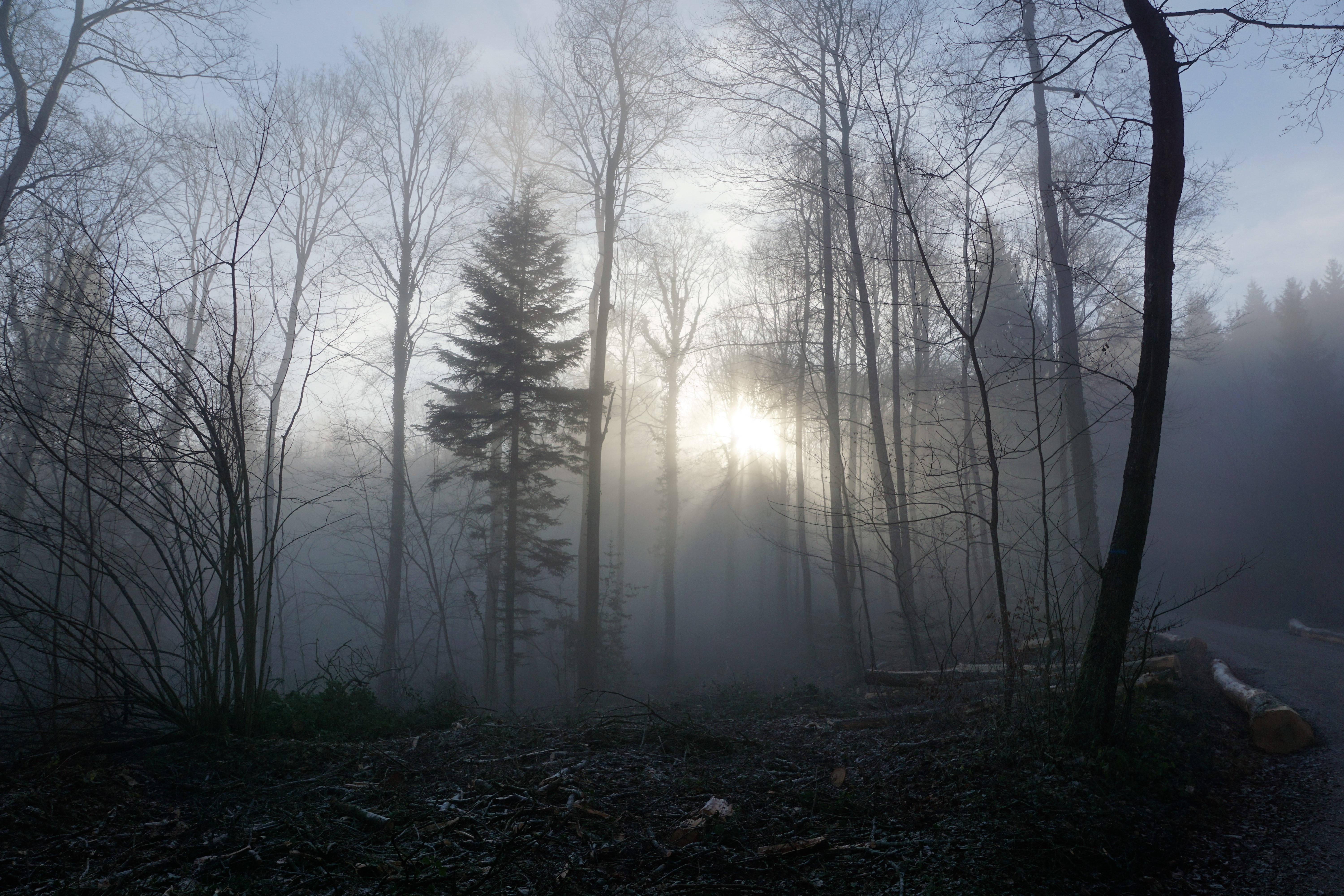Misty Somber Forest Background
