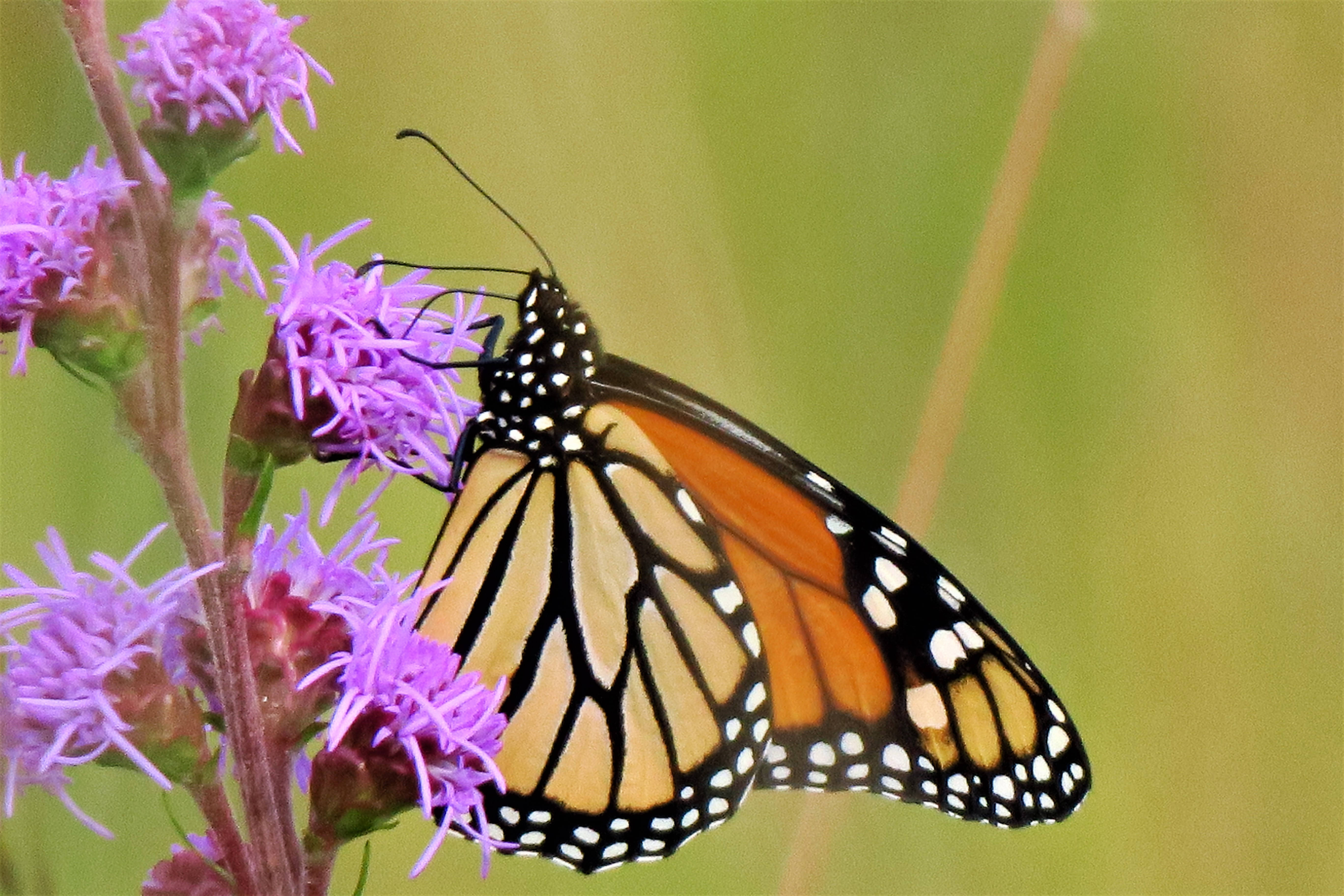 Download Monarch Butterfly On A Purple Flower Wallpaper | Wallpapers.com