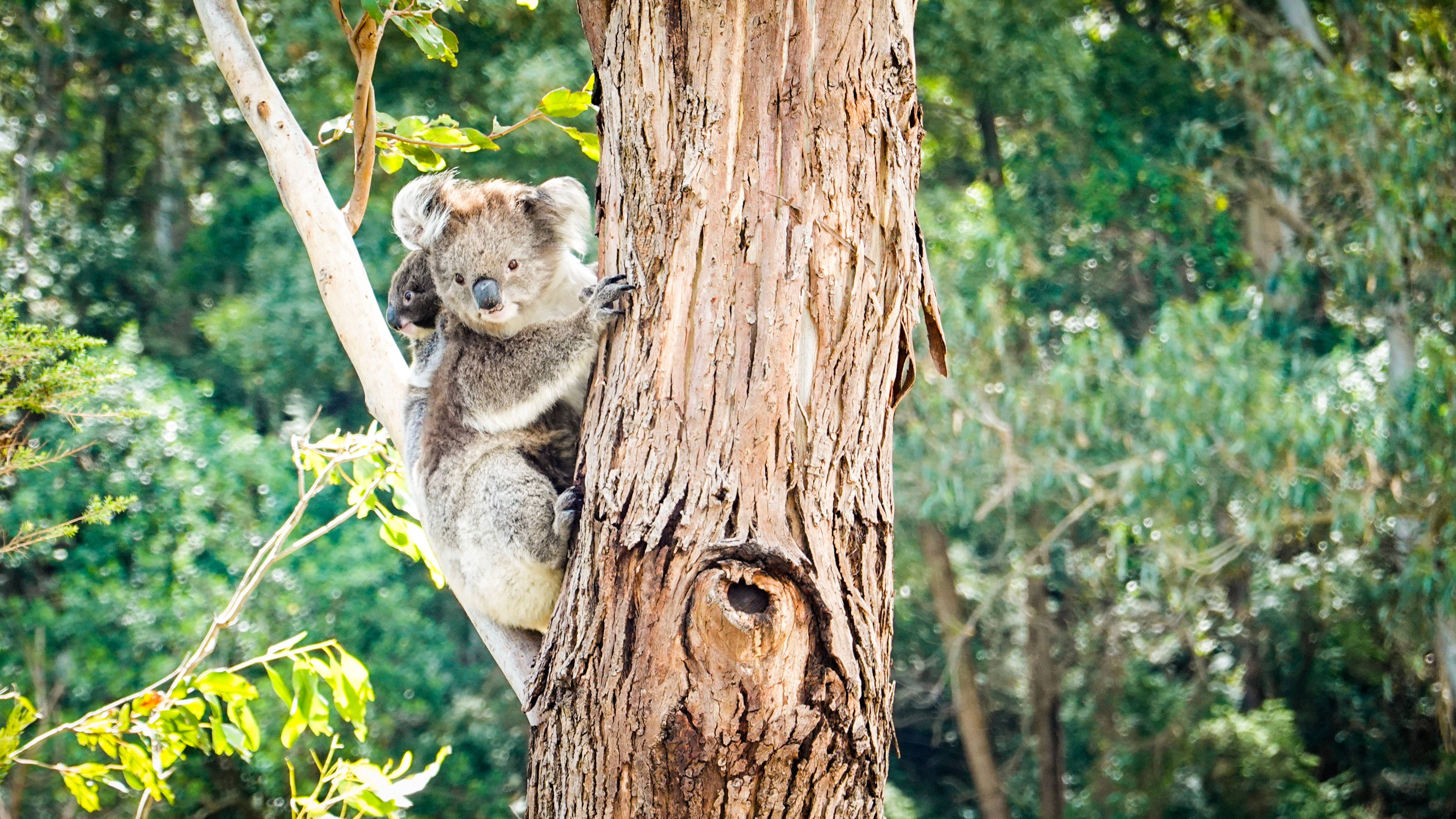 Download Mother And Baby Koala Wallpaper 