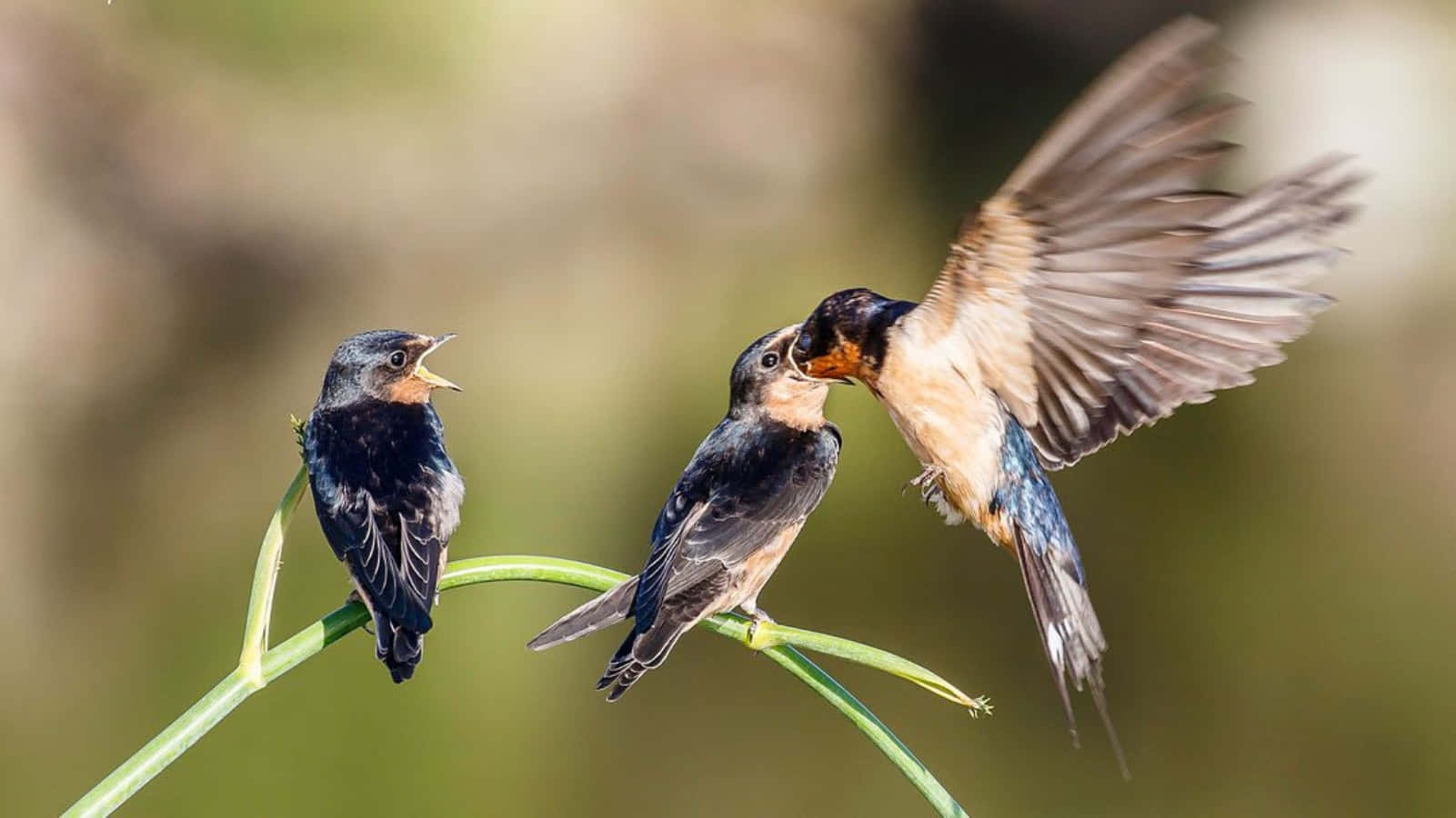 Время и птицы. Different Baby Birds of Wild Birds. Swallows Dead Baby Birds.