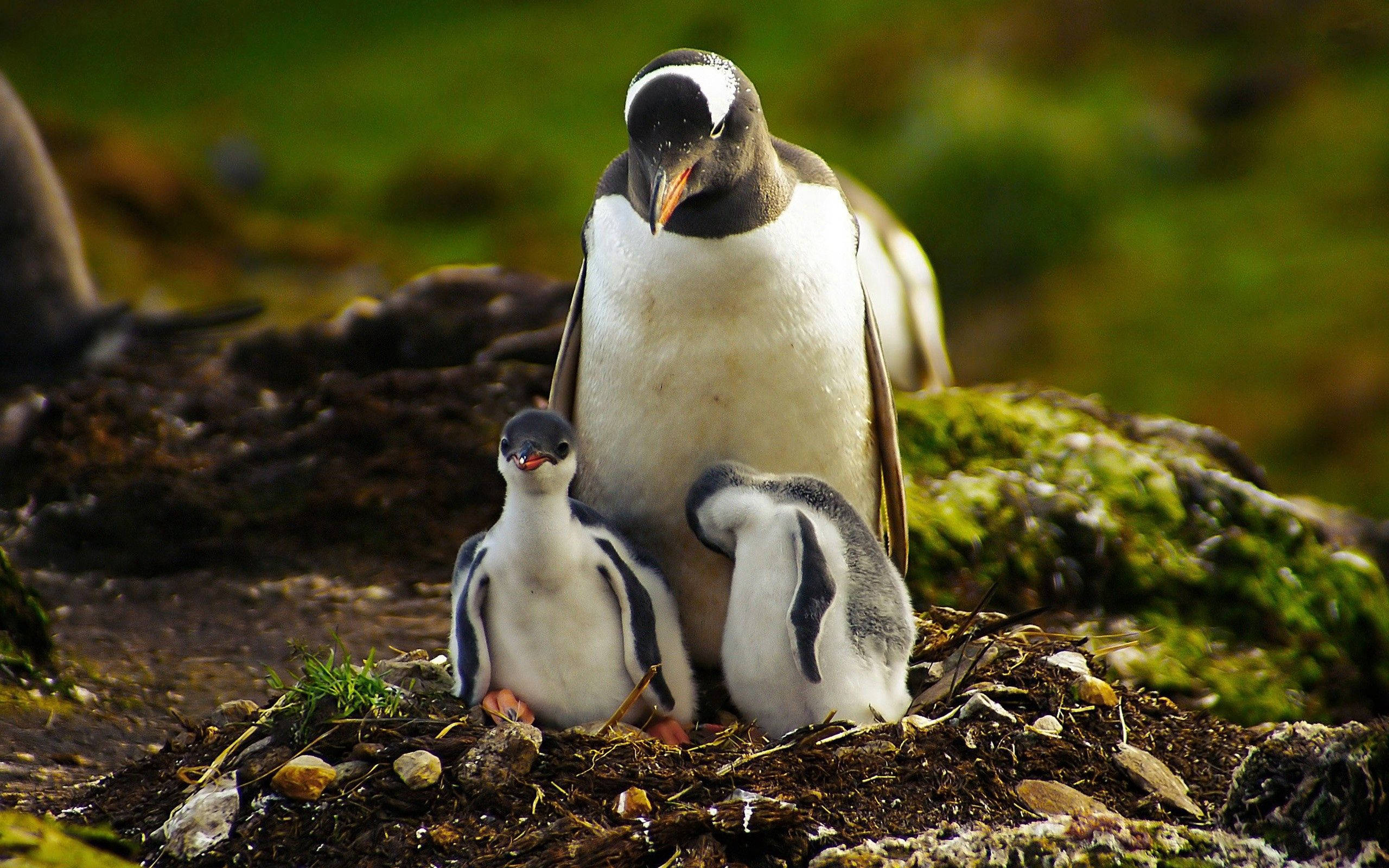 Mother Penguin With Two Chicks Background