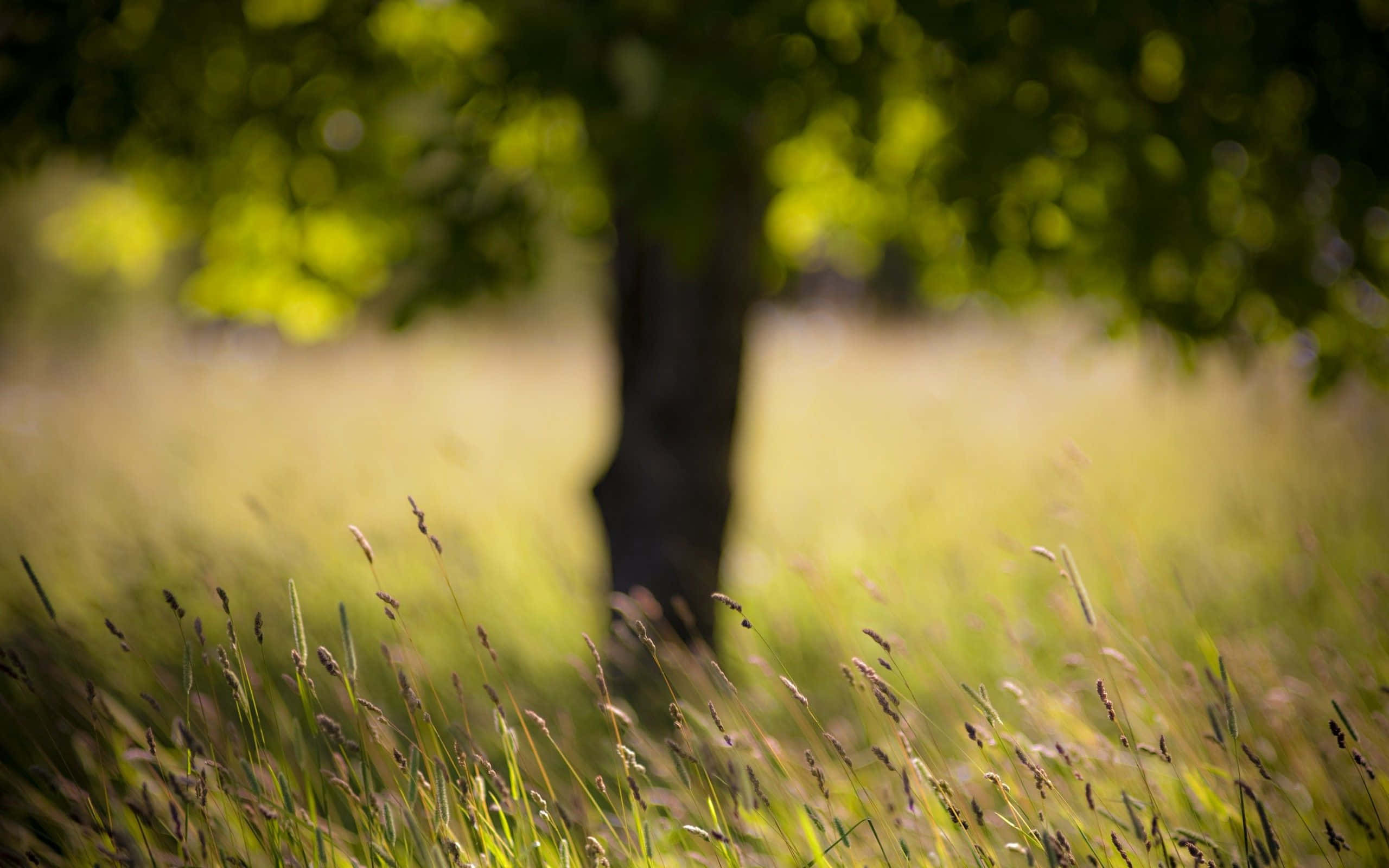 download-nature-blur-background-wallpapers